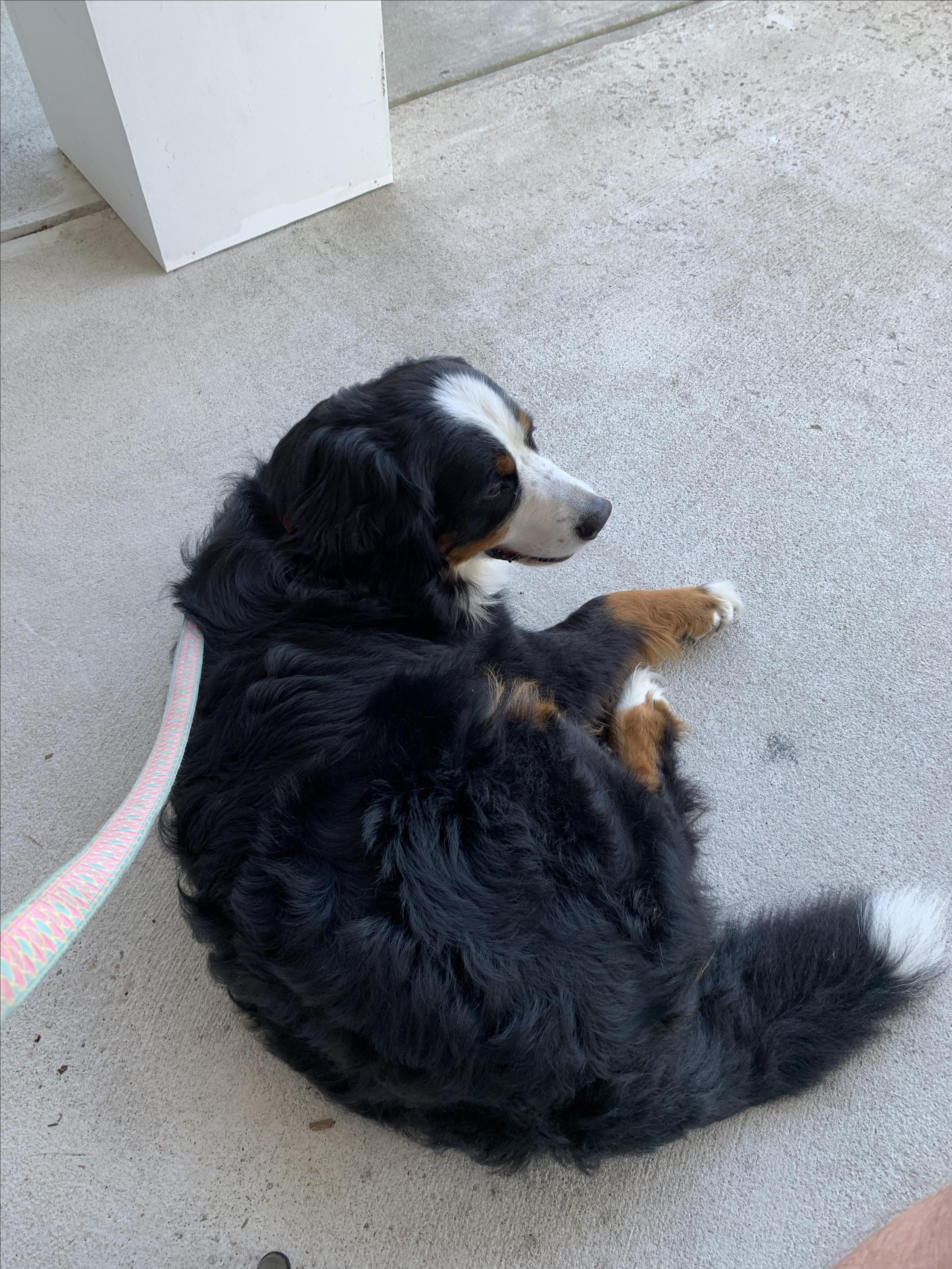 Pet Friendly Three Fins Coffee Roasters