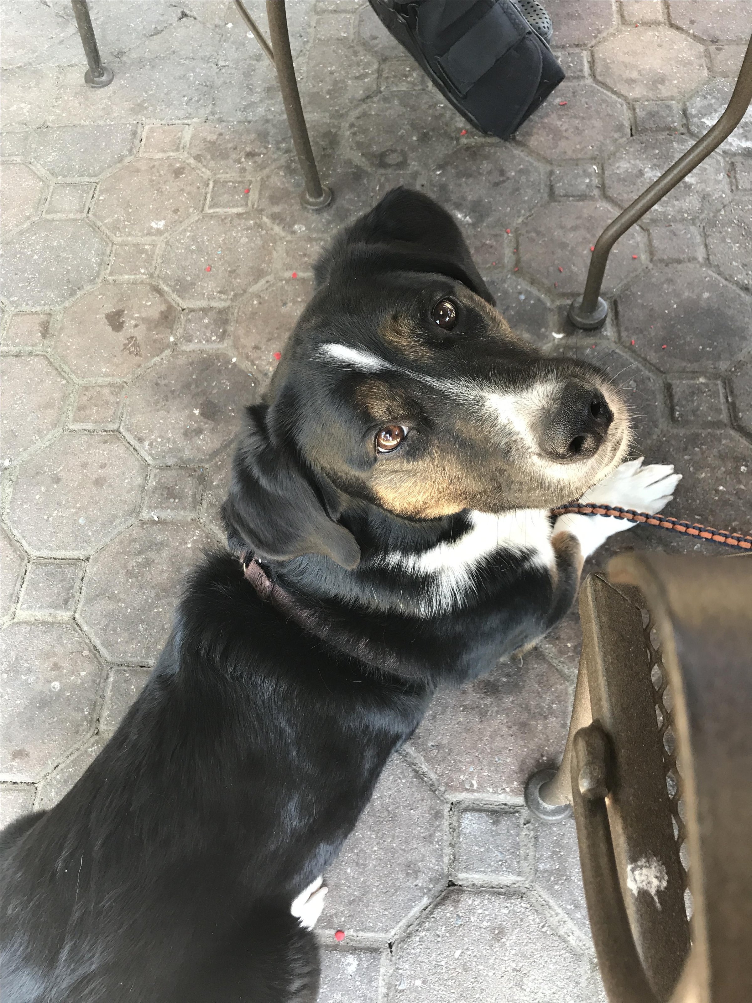Pet Friendly Caffe 101