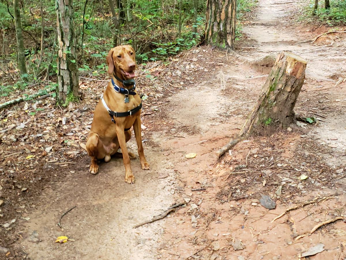 Walking paths for store dogs near me