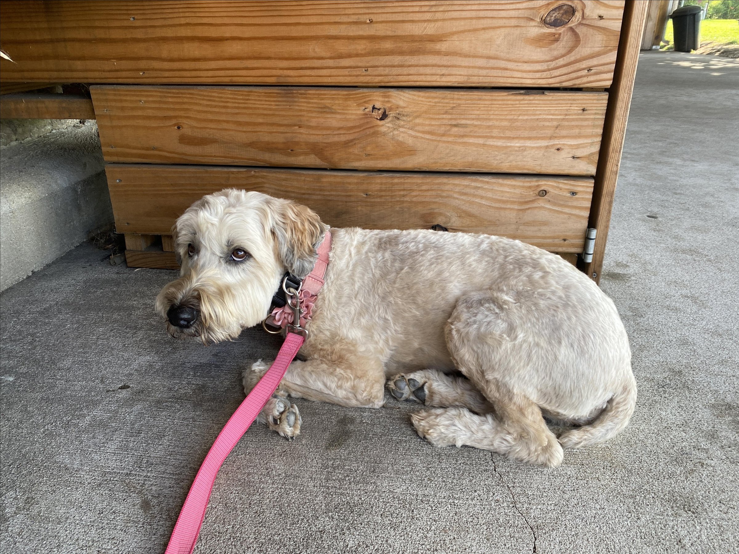 Pet Friendly Ms Kitty's Auger Inn
