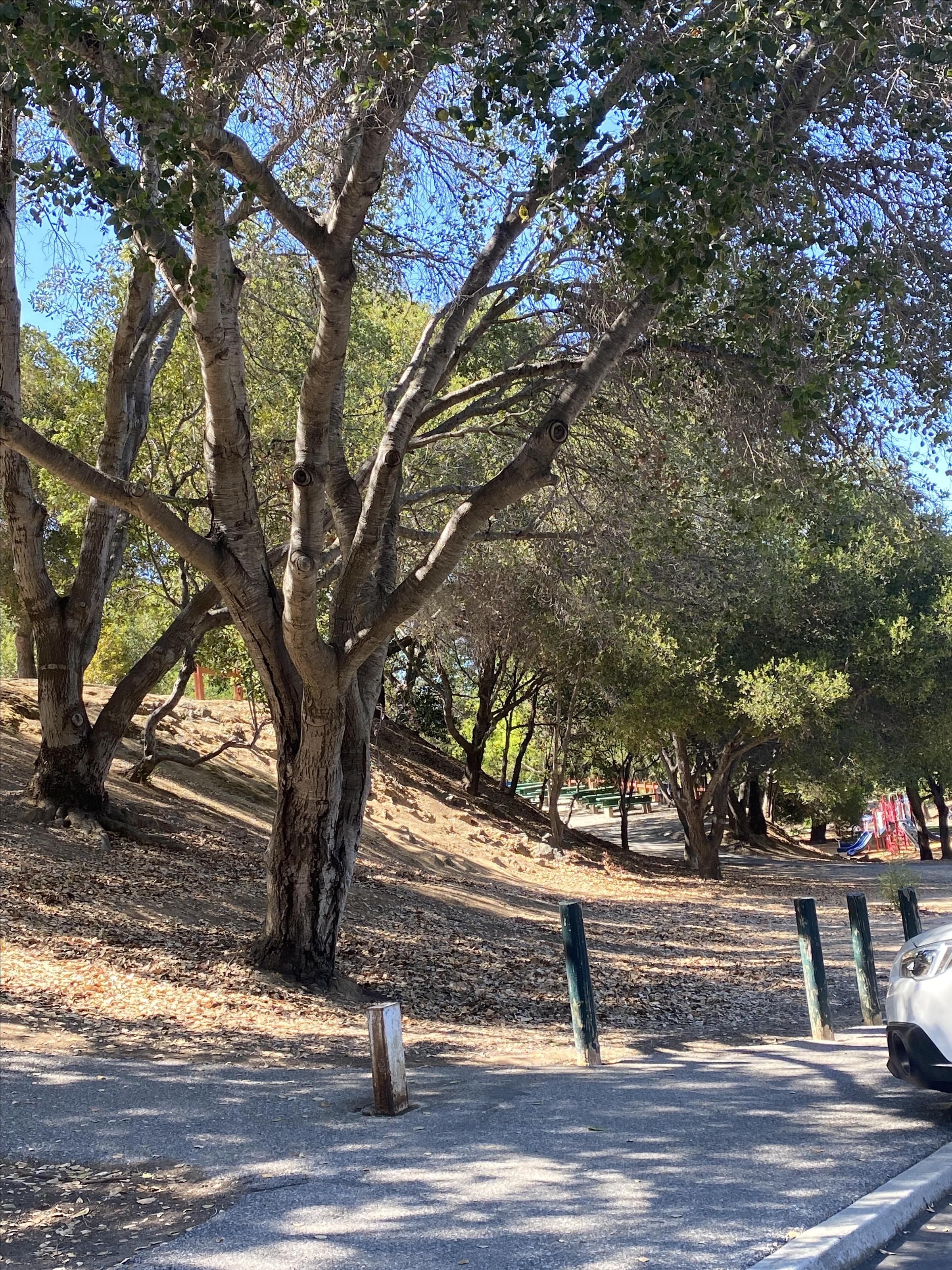 Pet Friendly Linda Vista Park