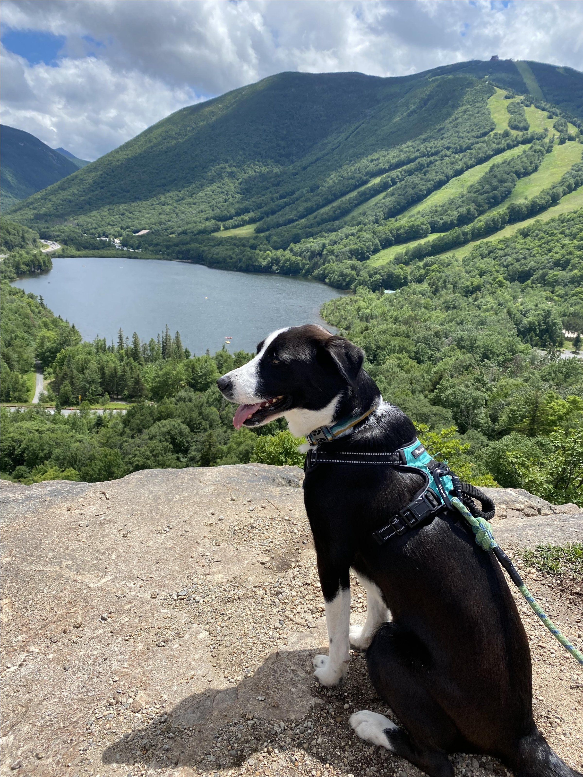 Pet Friendly Artist's Bluff Loop