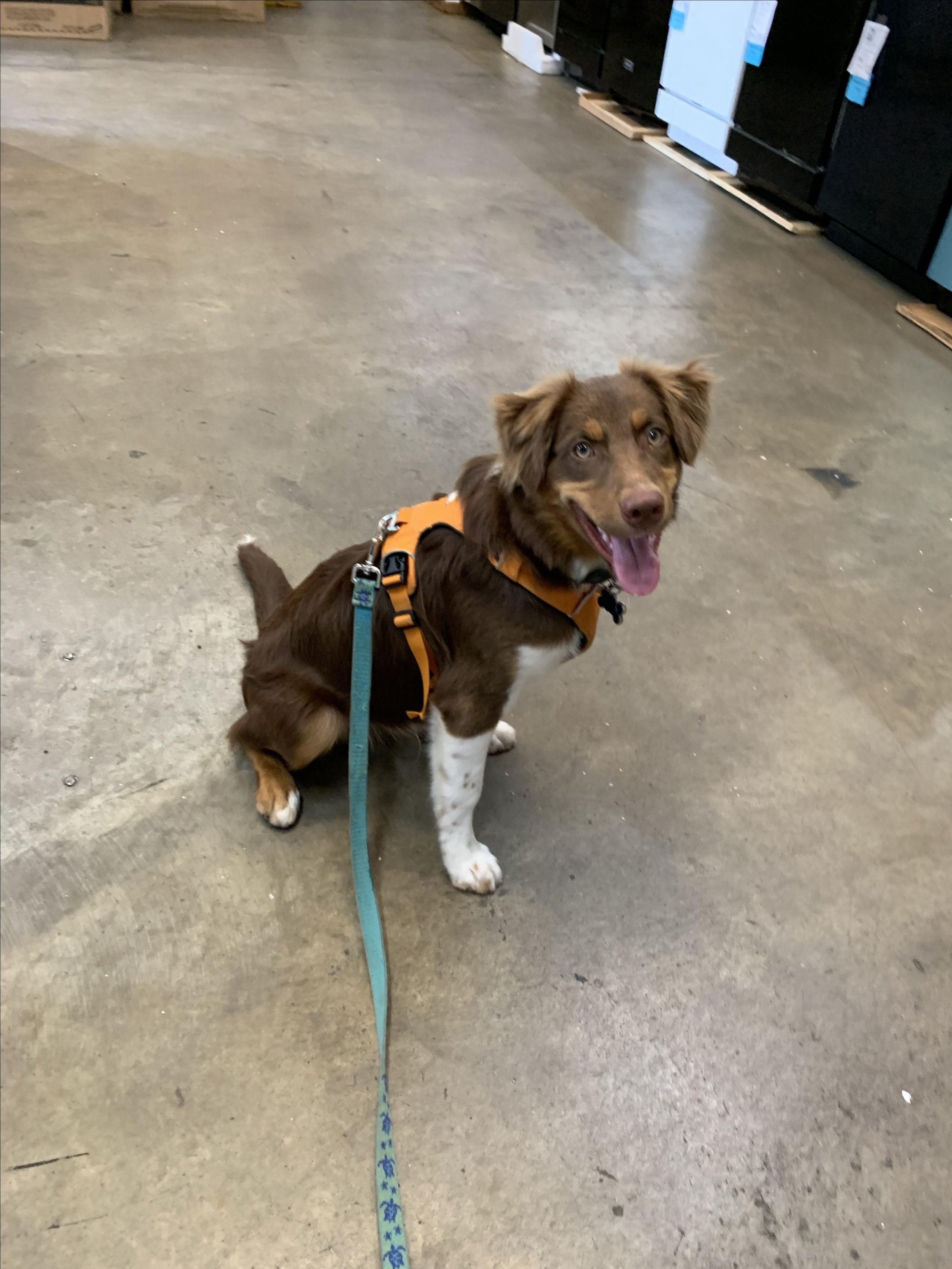 Pet Friendly Nino's Trading Company