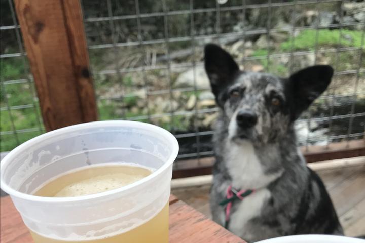 Pet Friendly Shunock River Brewery and Village Cafe
