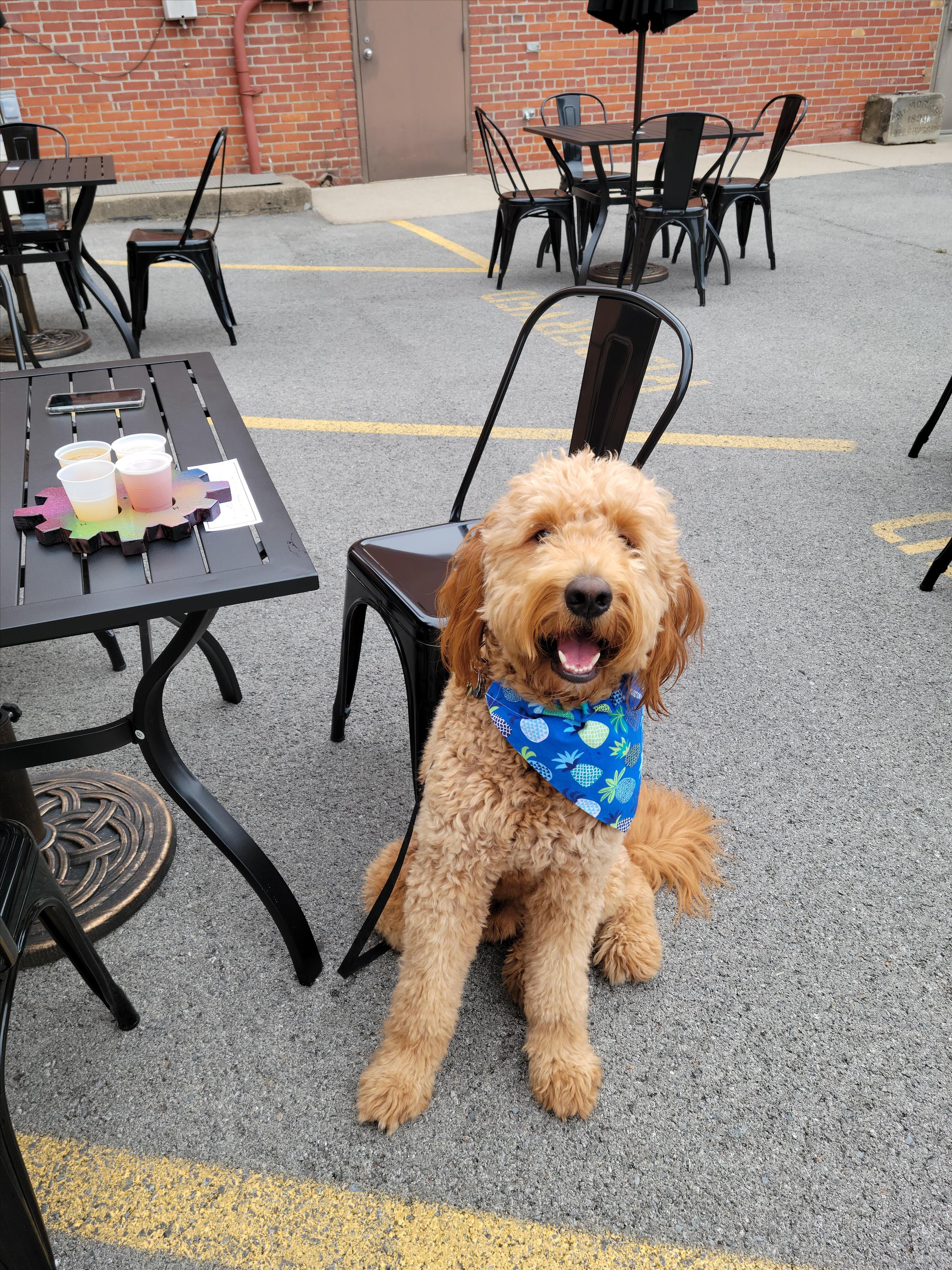 Pet Friendly Modcraft Brewing