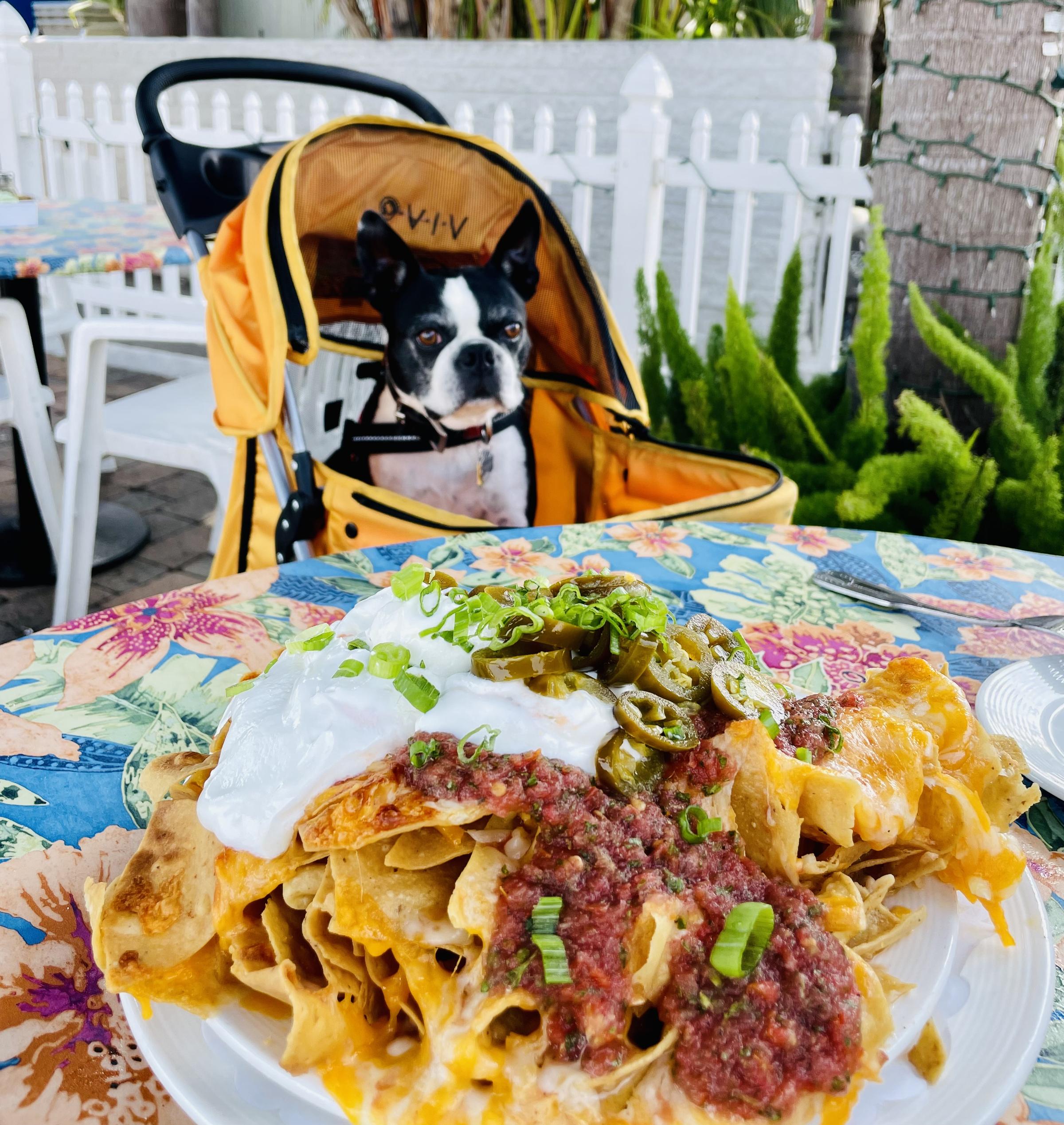 Dog Friendly Restaurants In Dana Point Ca Bringfido