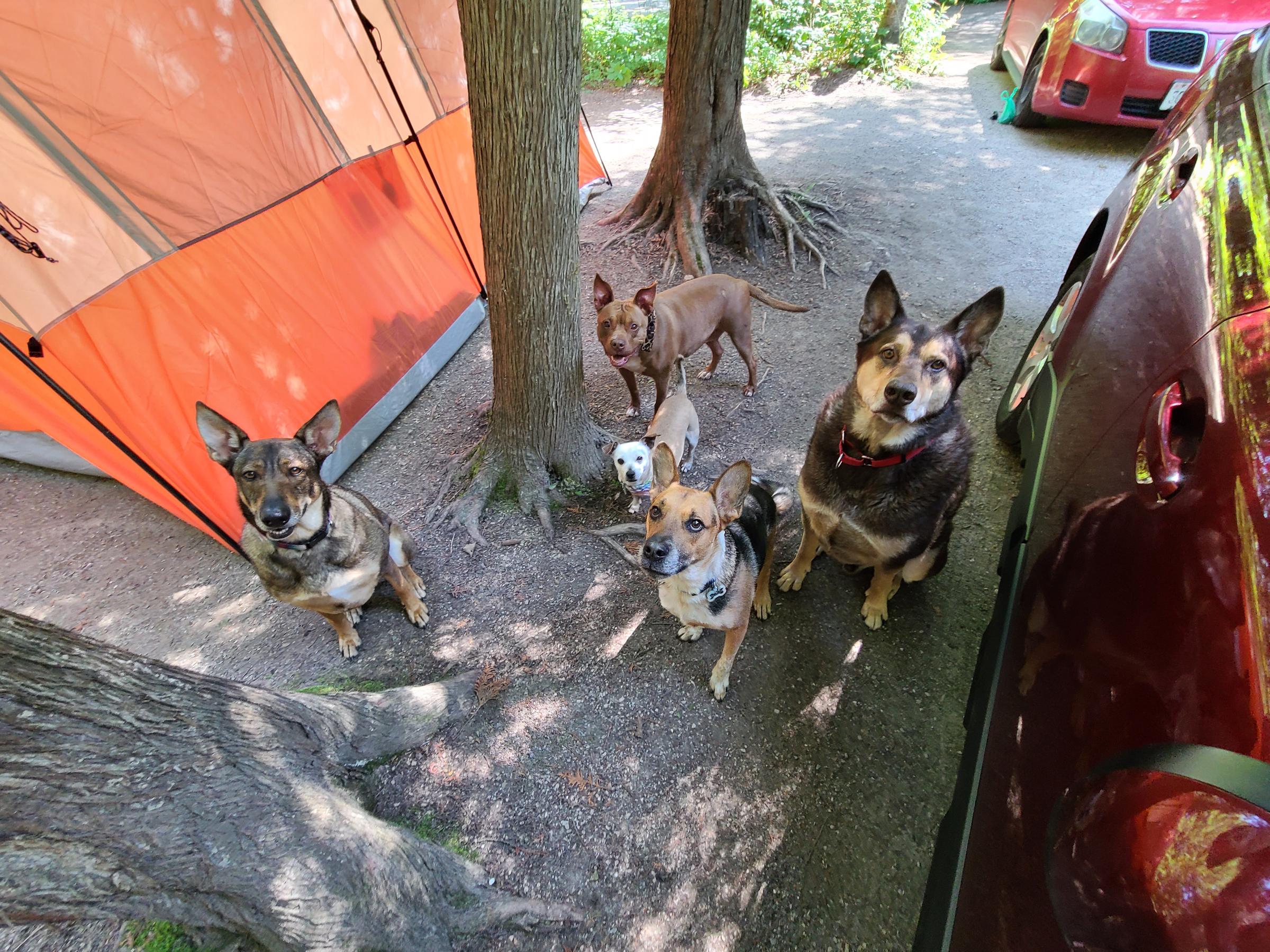 Pet Friendly Wagon Trail Campground