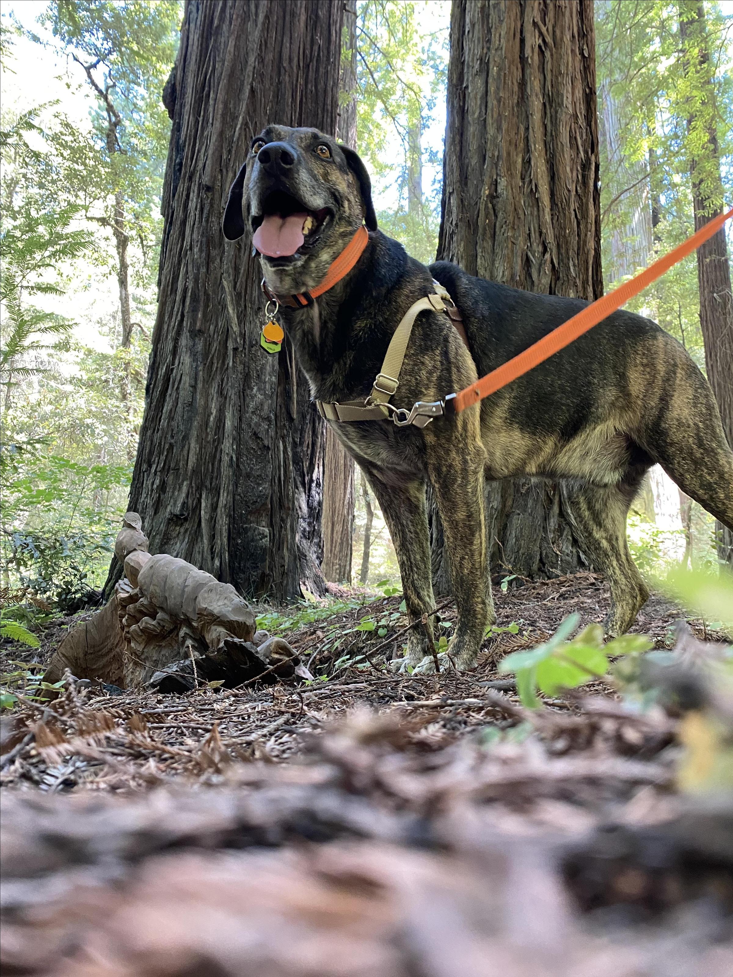 Pet Friendly Drive-Thru Tree Park