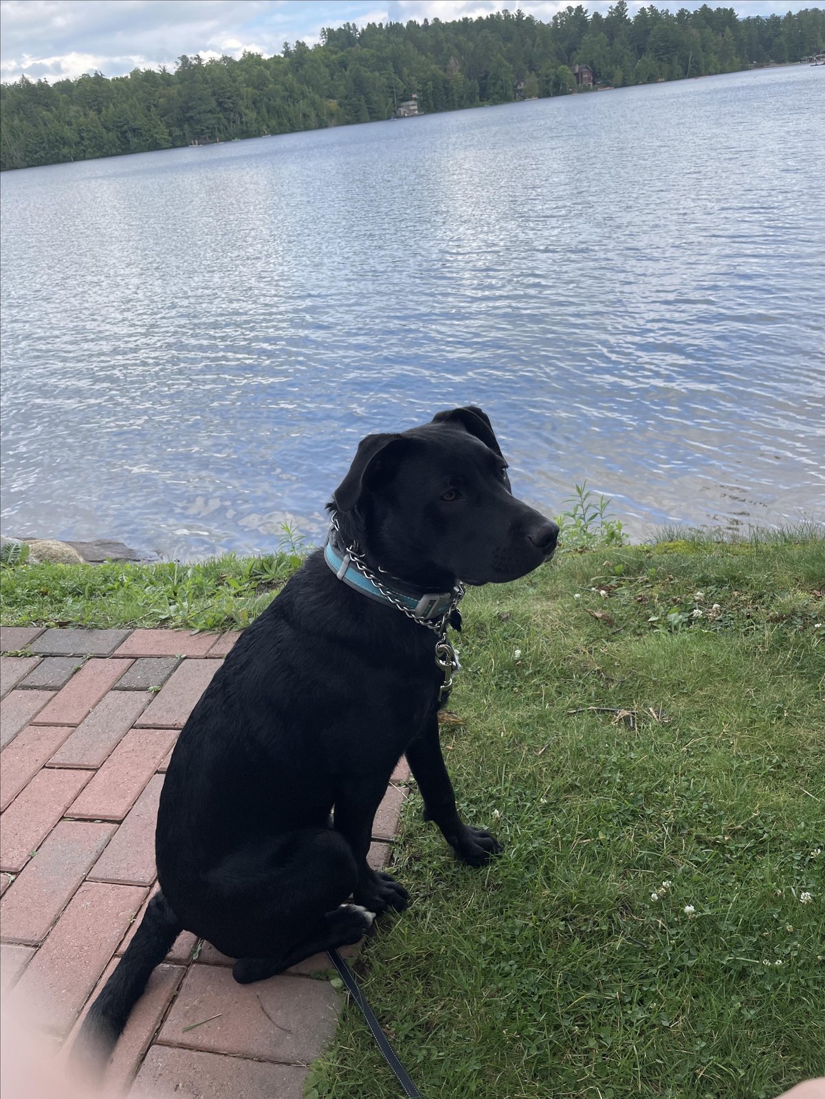 Photo of a dog enjoying the scenic view at The Cottage at Mirror Lake Inn. The Lake Placed, New York, based restaurant is dog-friendly. Photo by @cottage.rest.