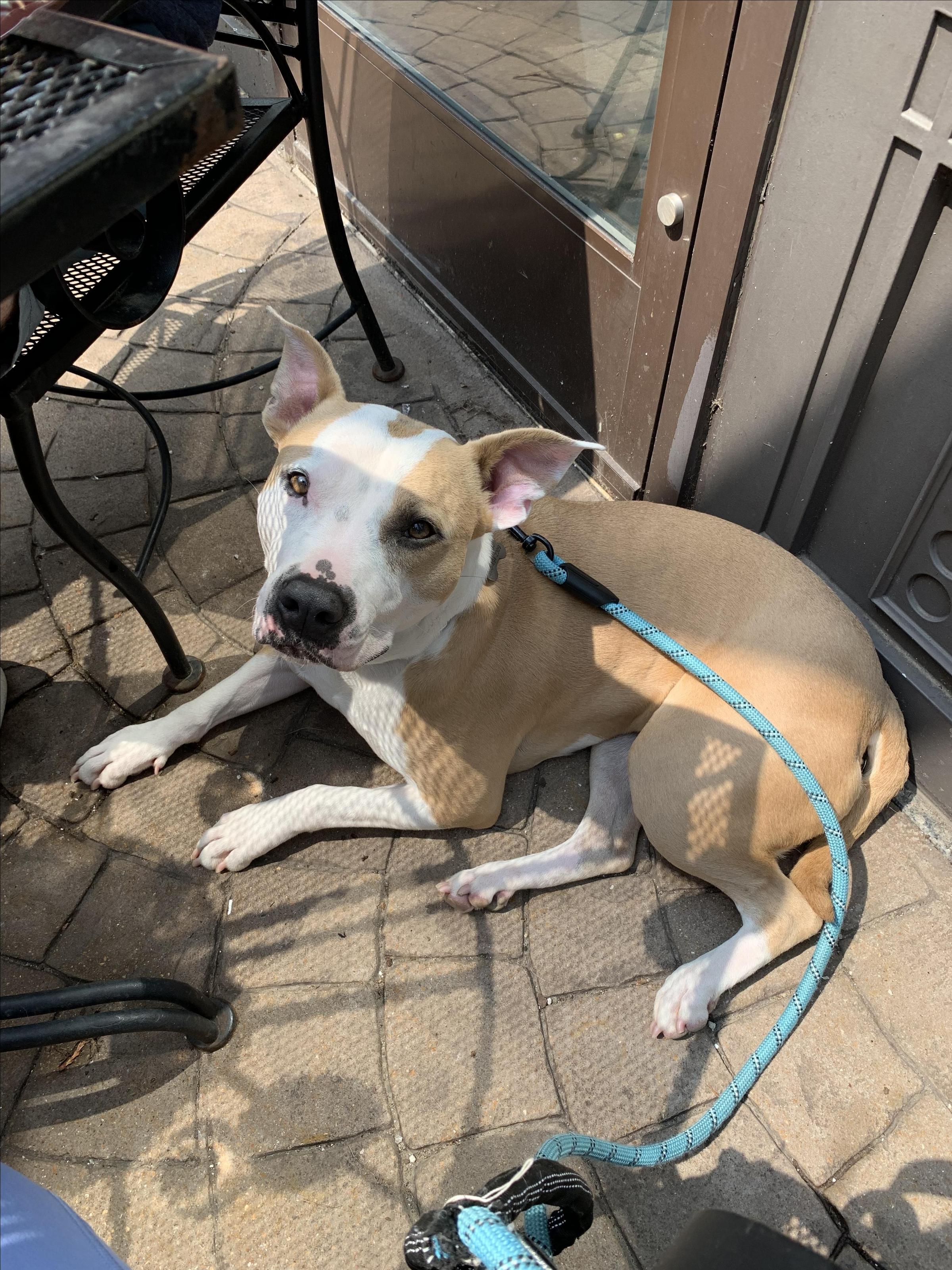 Pet Friendly Blondie's Coffee, Wine & Dessert Bar