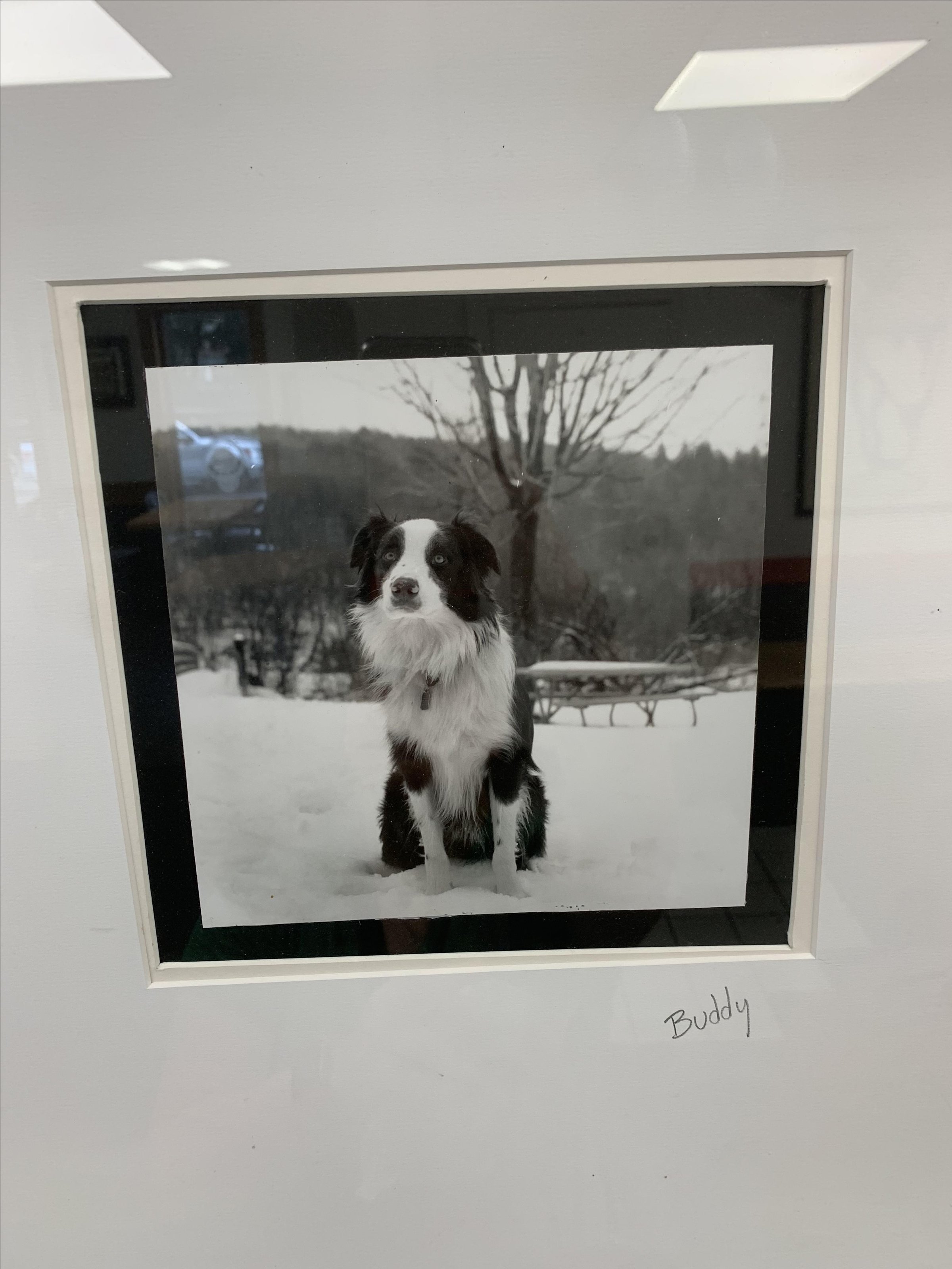 Pet Friendly Buddy's Famous