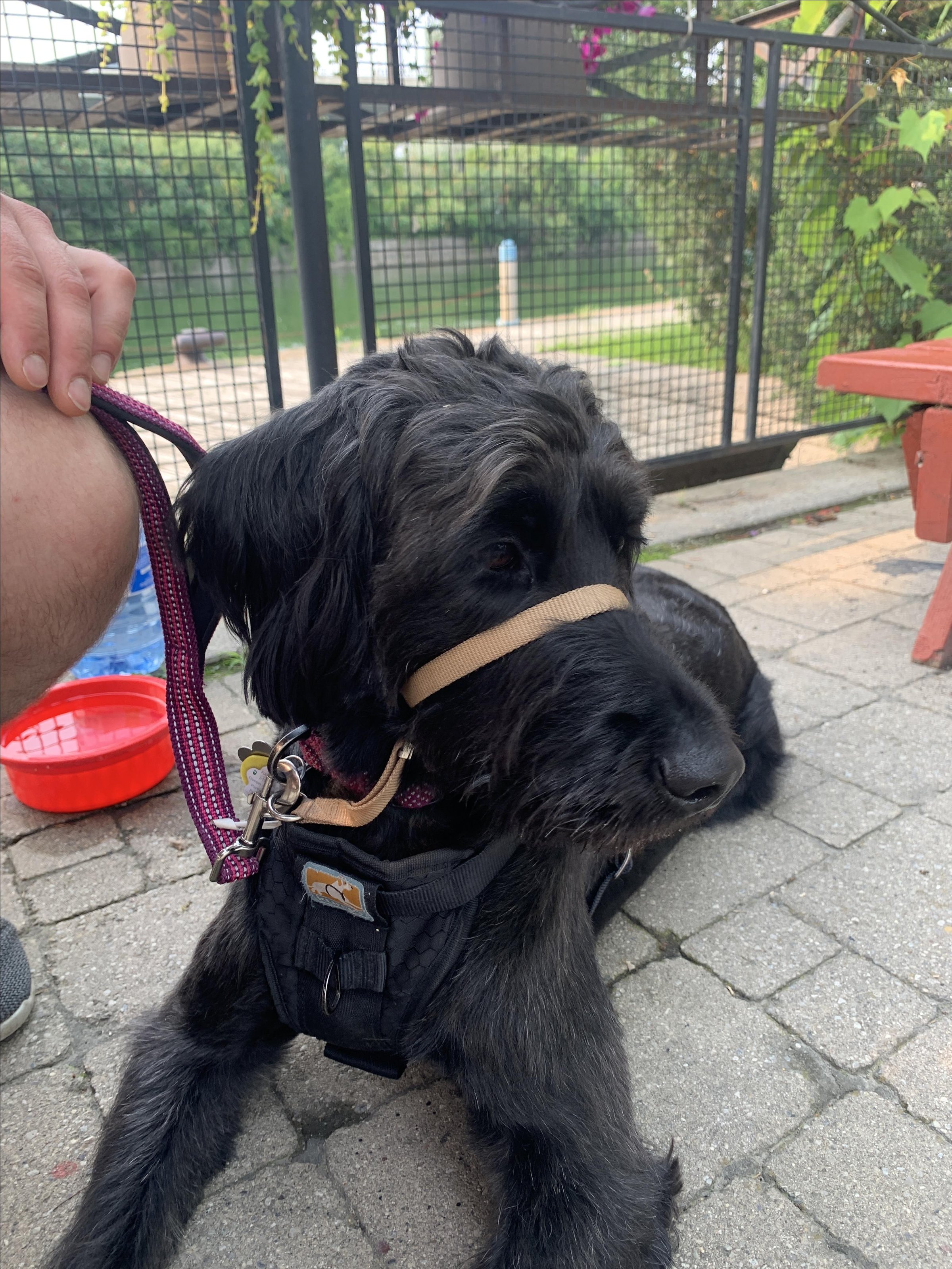 Pet Friendly The Keating Channel Pub & Grill