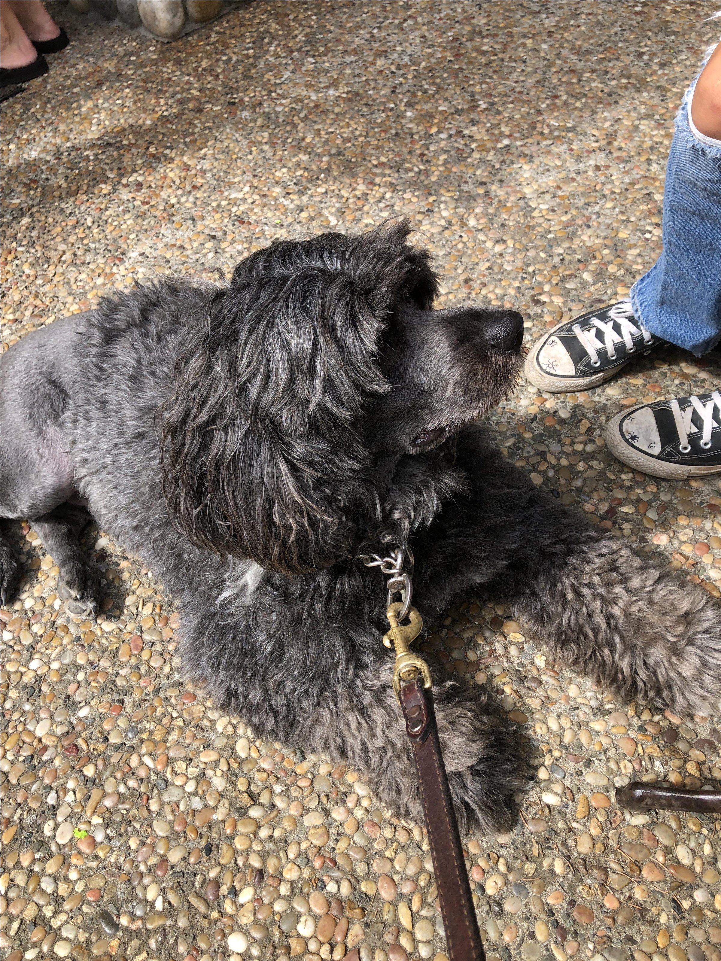 Pet Friendly Lily's Coffee House
