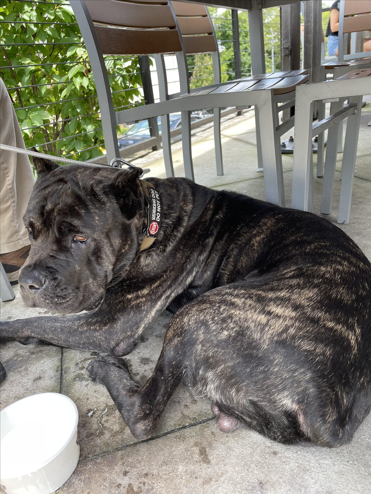 A dog lounges on the dog-friendly covered patio at Duluth, Georgia's Maple Street Biscuit Company.
