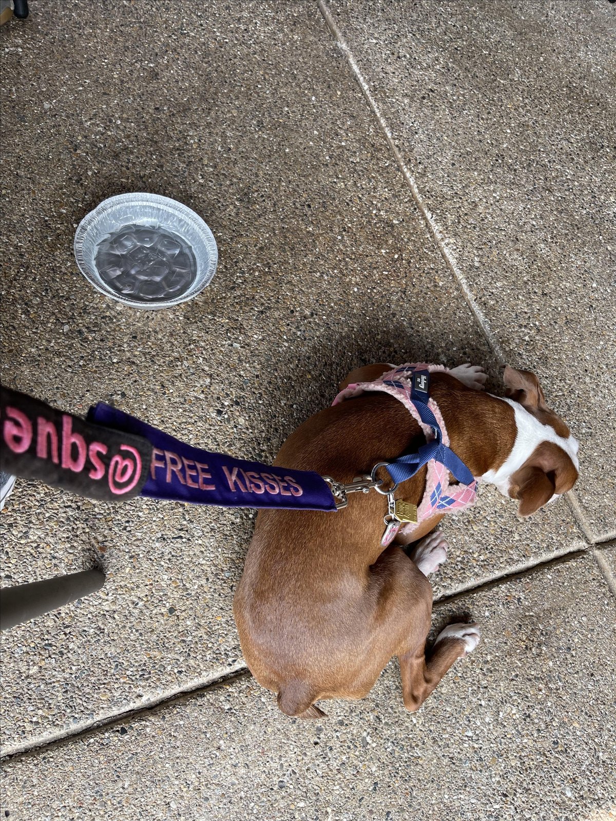 A dog lounges on the pet-friendly patio at Luciana's Mexican Restaurant and Cantina in Indianapolis, Indiana. Photo by @lucianasbroadripple.