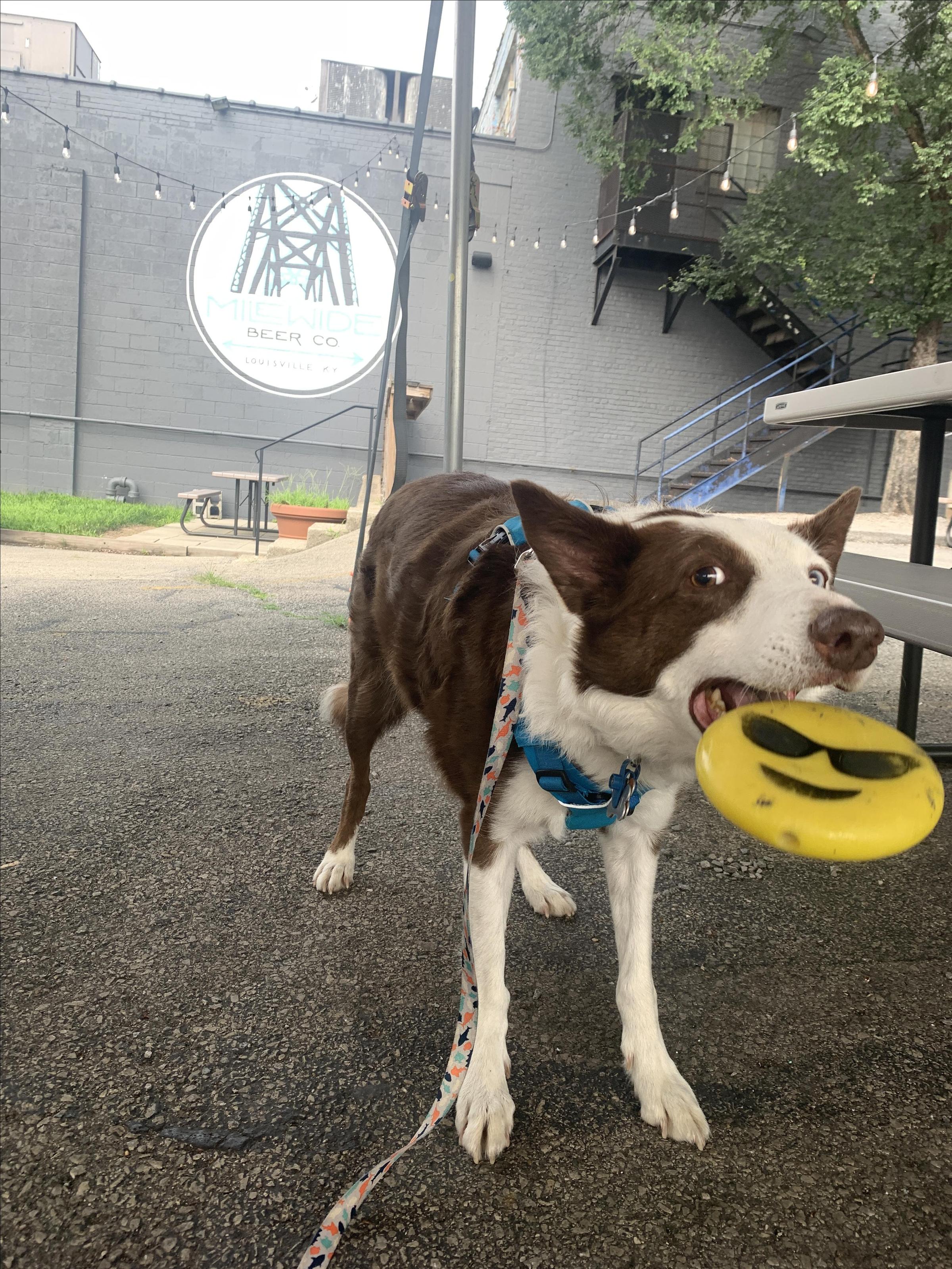 Mile Wide Beer Co.