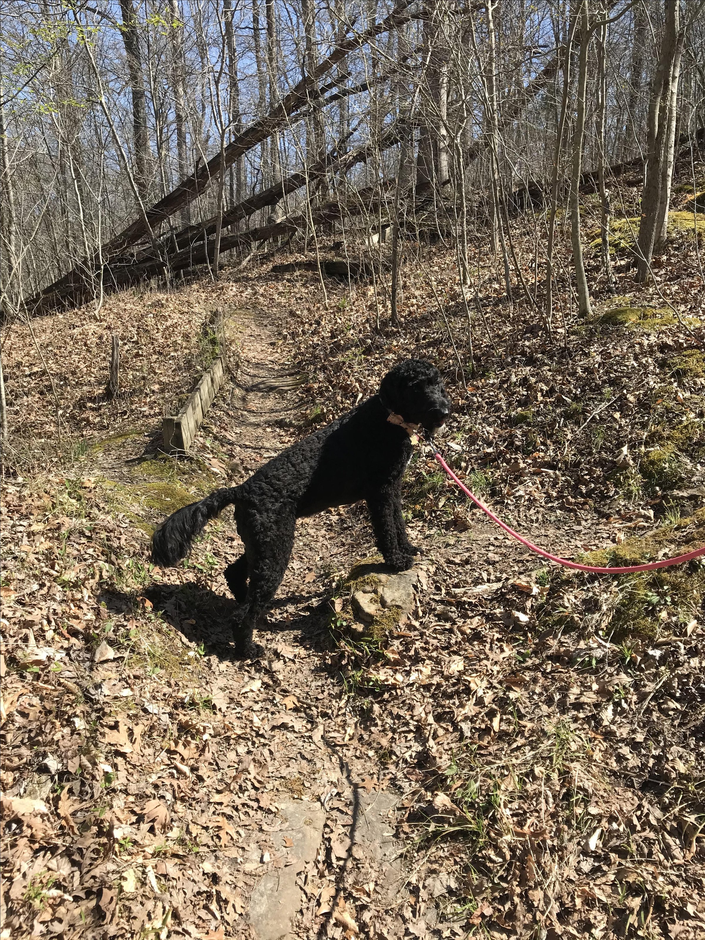 Pet Friendly Quetil Trail