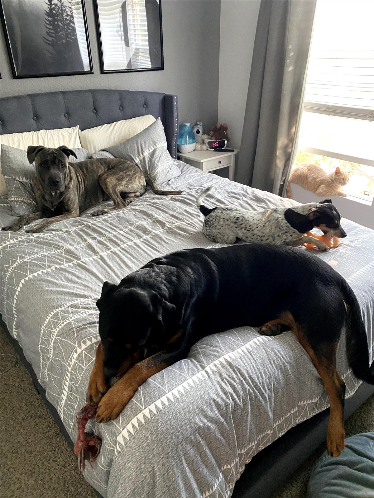 Photo of a dog enjoying Bliss Pet Care, a dog-friendly pet sitting and walking service in Morrison, CO.