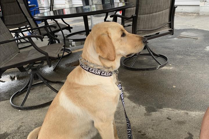 Pet Friendly Pica's Pub and Grill