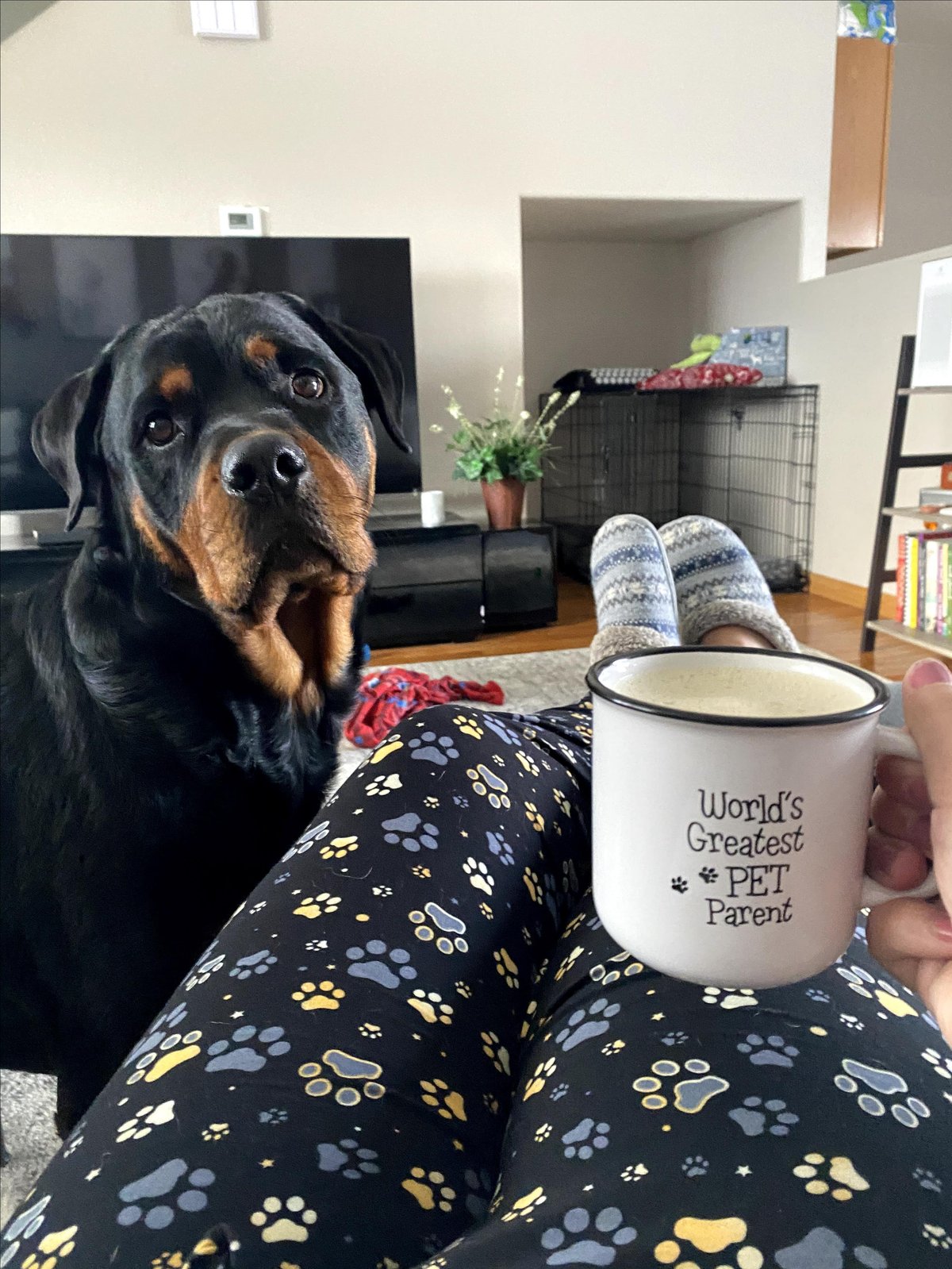 Photo of a dog enjoying Bliss Pet Care, a dog-friendly pet sitting and walking service in Morrison, CO.