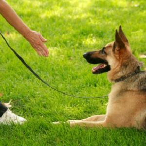Pet Friendly Southern Nevada Dog Training