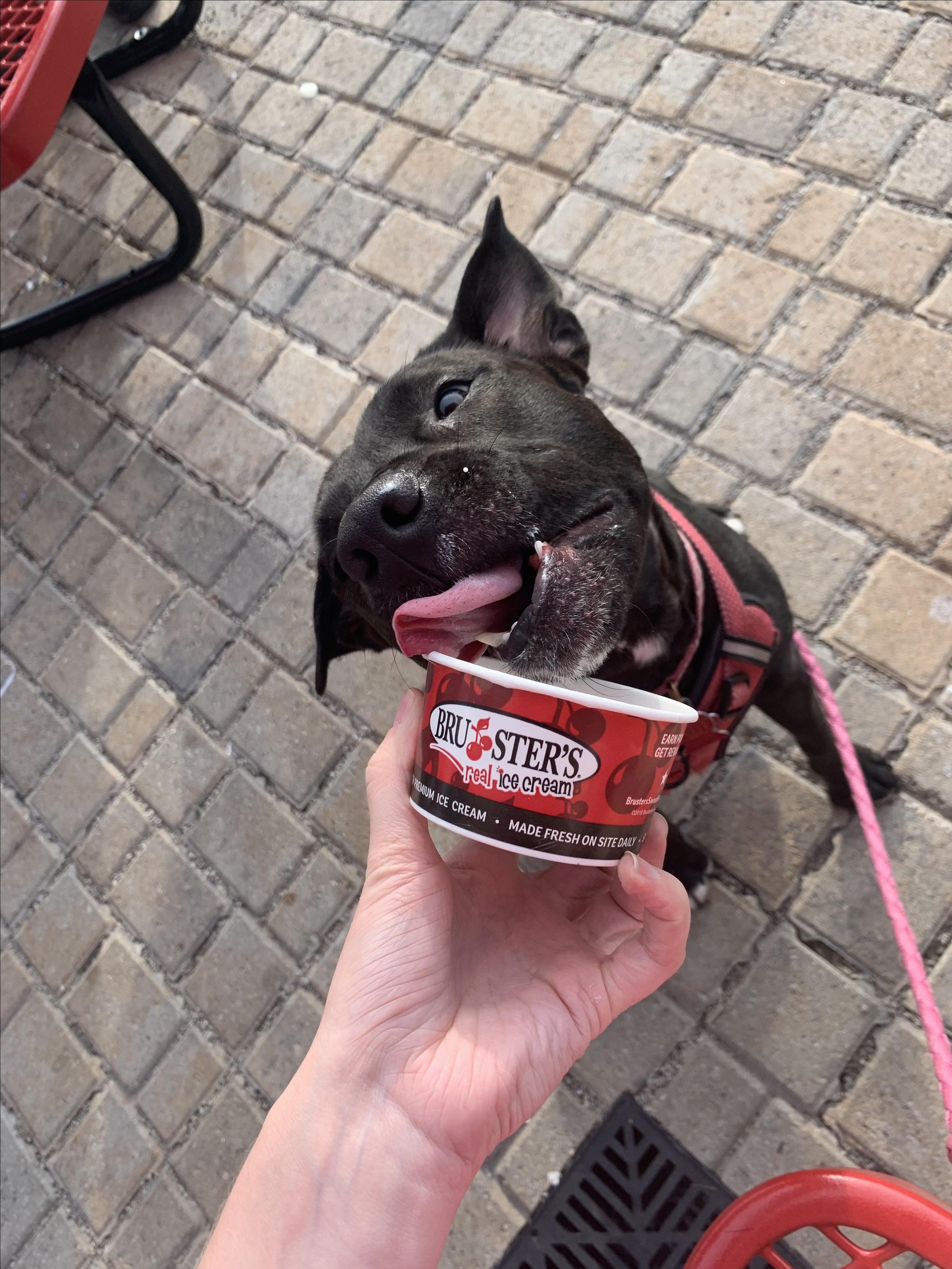 Pet Friendly Bruster's Real Ice Cream