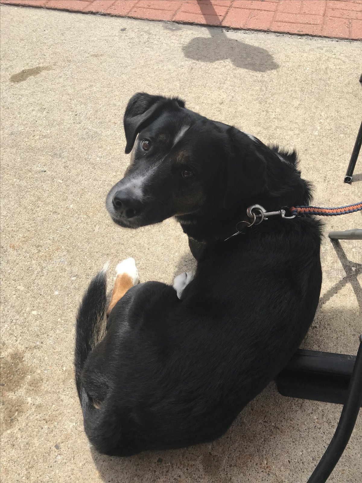 A dog lounges on the patio at The Capitol Restaurant in North Adams, Massachusetts. The patio is dog-friendly at this American restaurant.