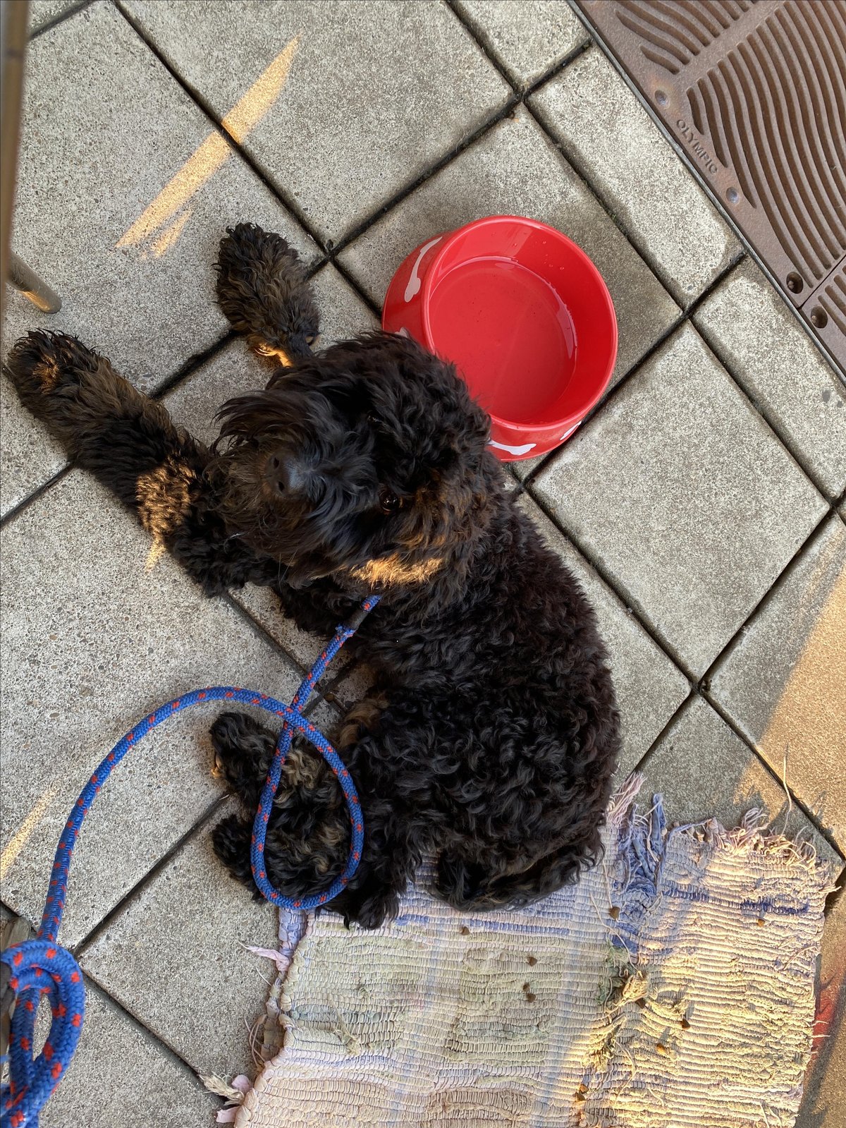 A dog visits the dog-friendly patio in front of Ritter's in Salem, Oregon. Photo by @ritterseatery.