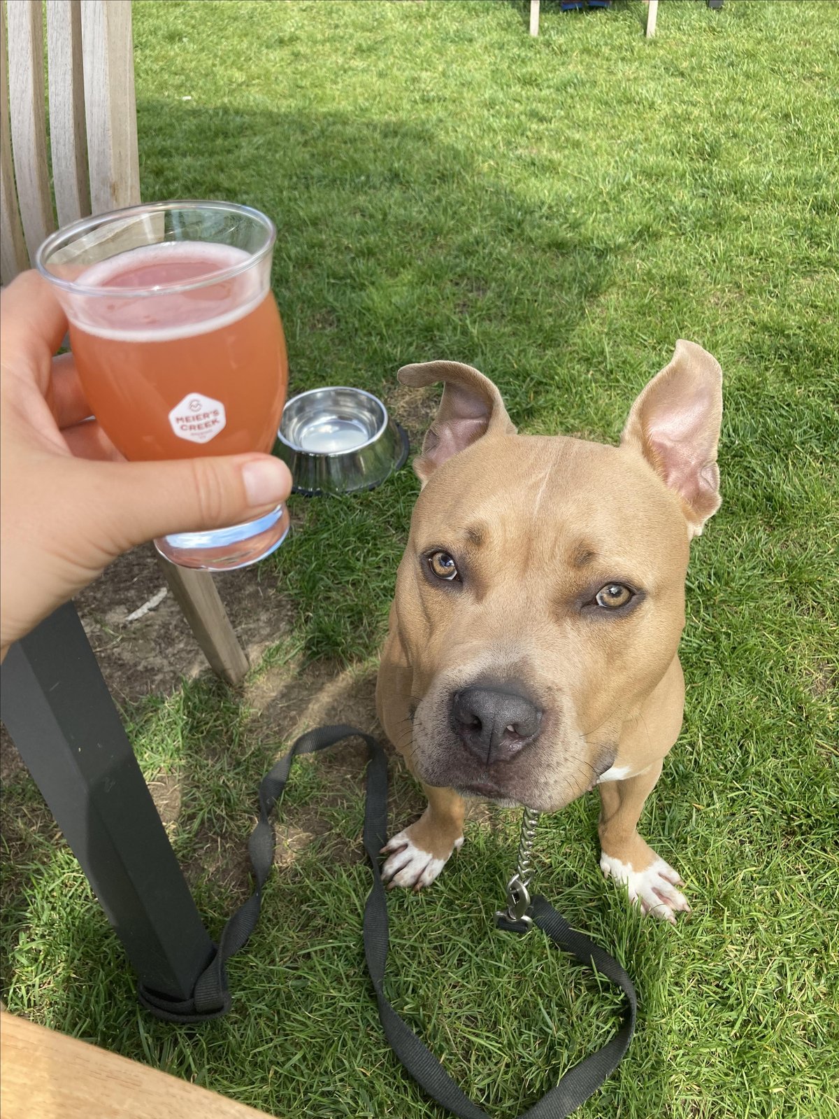 A dog eyes a beer from Meier's Creek Brewing Company in Cazenovia, New York. The brewery is dog-friendly and Fido can join you at a table on the lawn.
