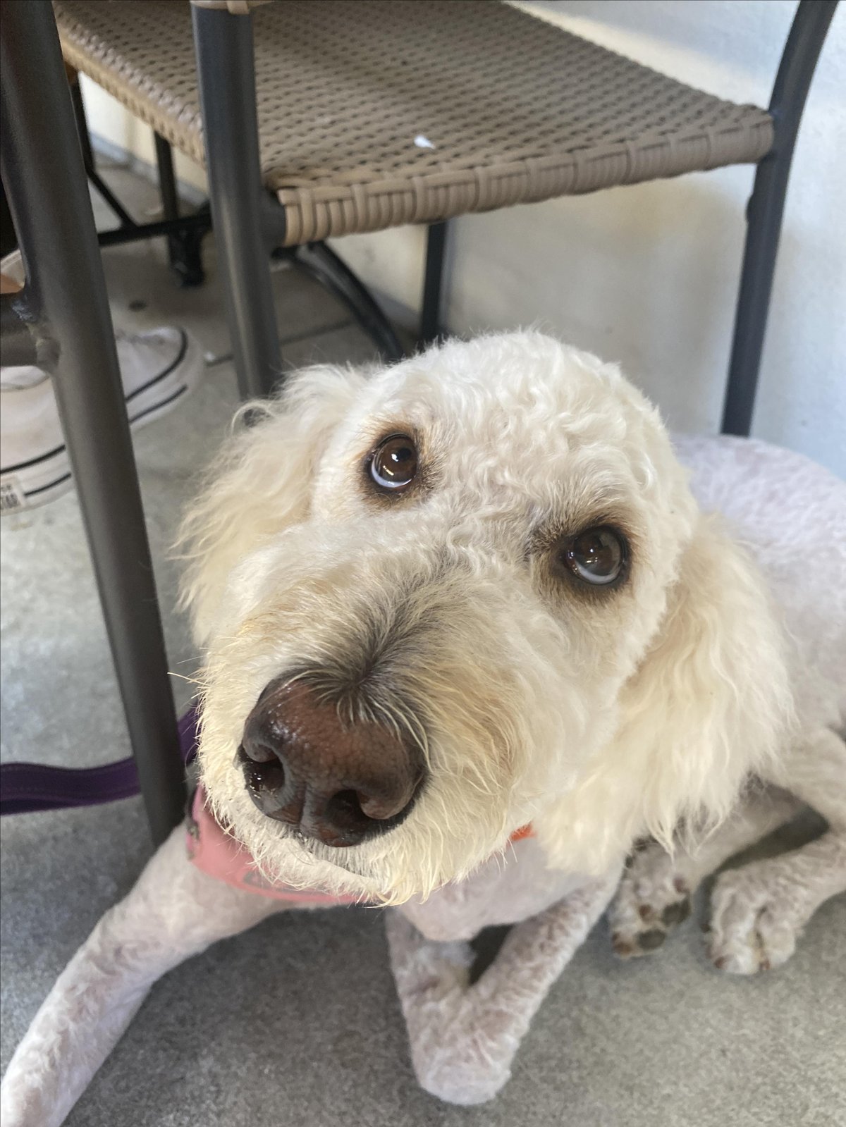 A dog implores its owner for a bite of delicious food from Another Broken Egg Café. The café in Tampa, Florida, is dog-friendly.