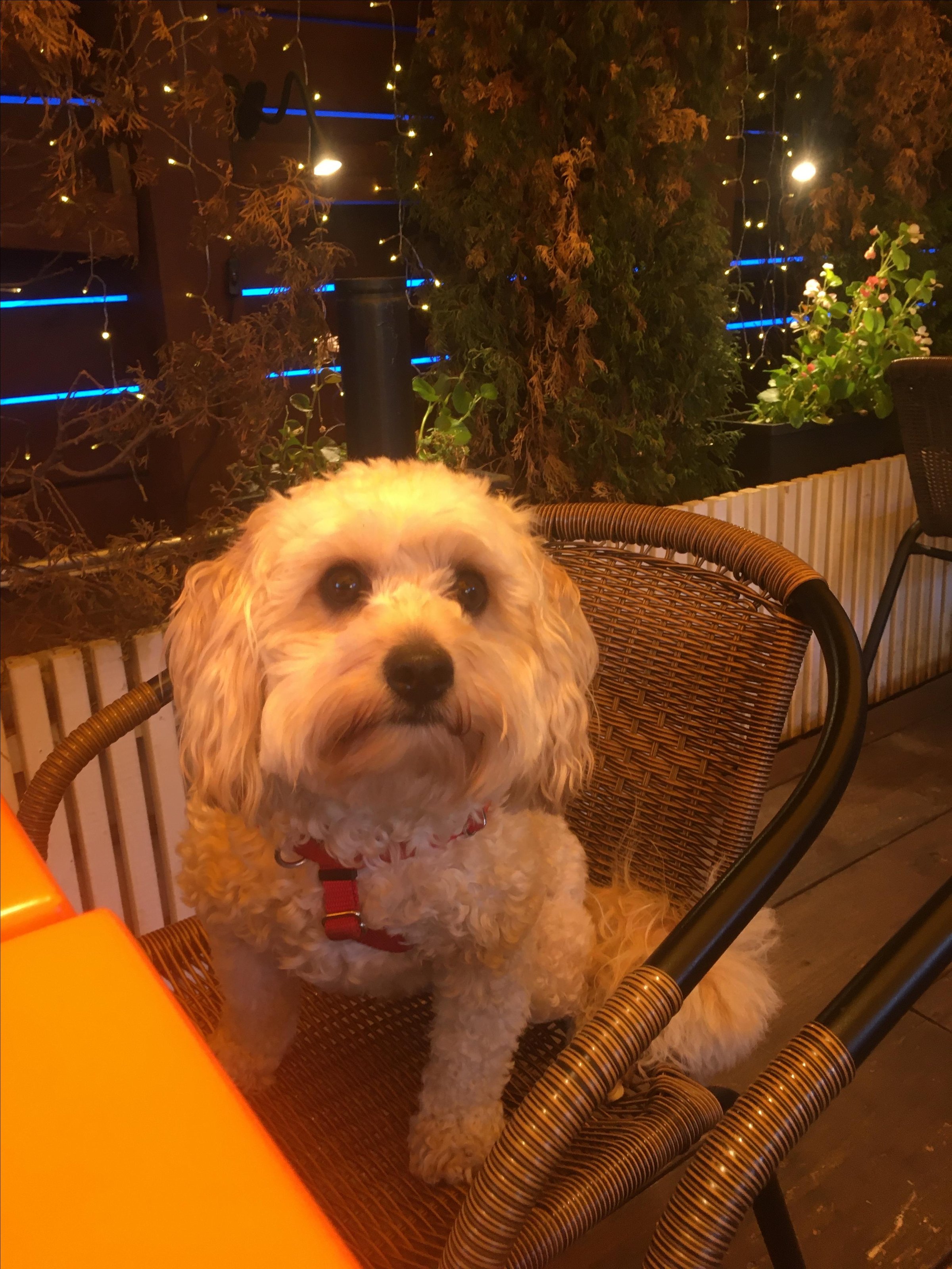Pet Friendly The Sweet Sap