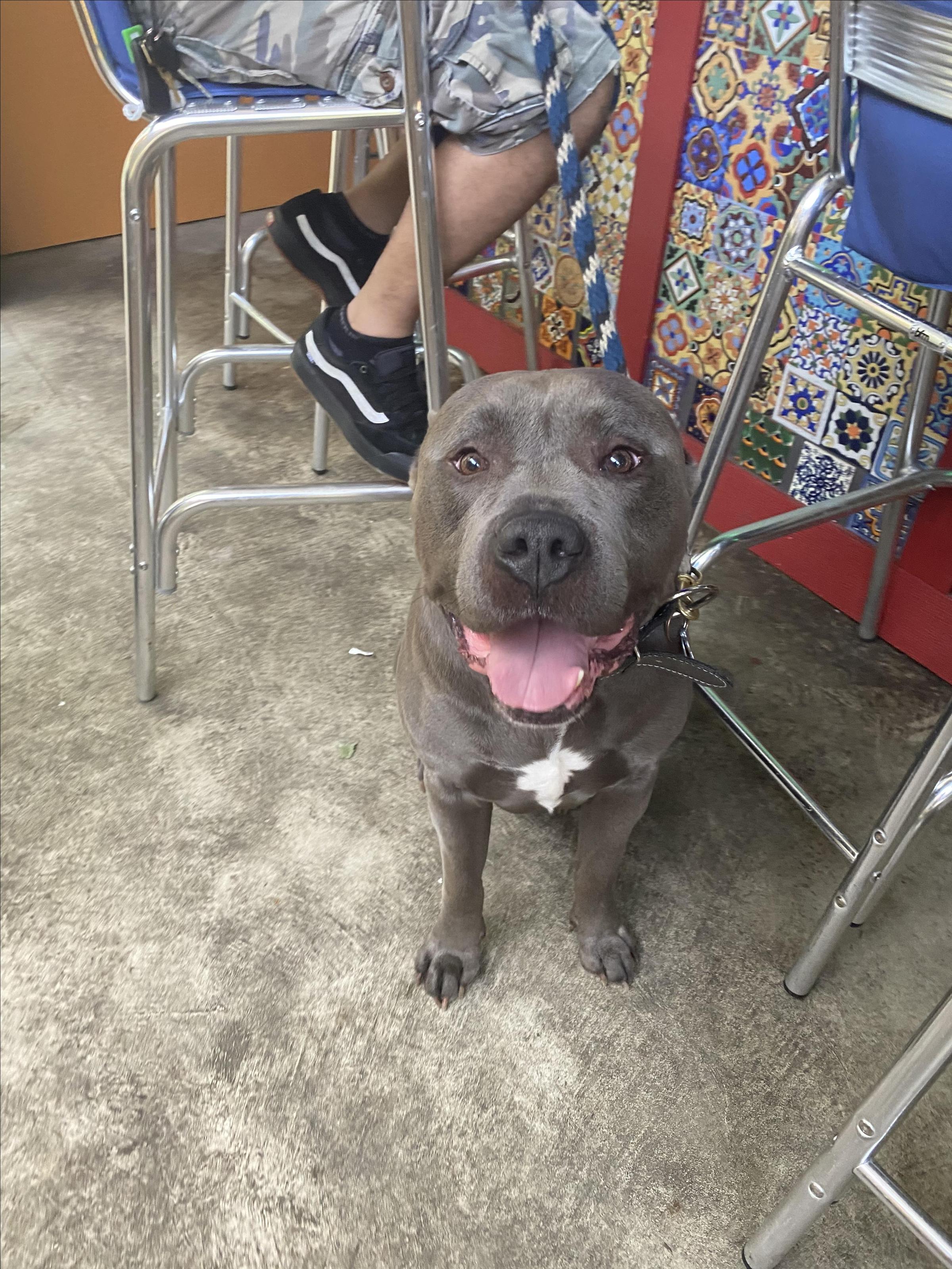Pet Friendly JesseJay's Latin Inspired Kitchen