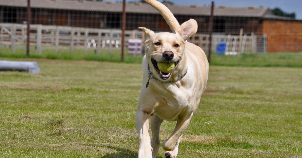 Off Leash Dog Parks in Thirsk UK BringFido