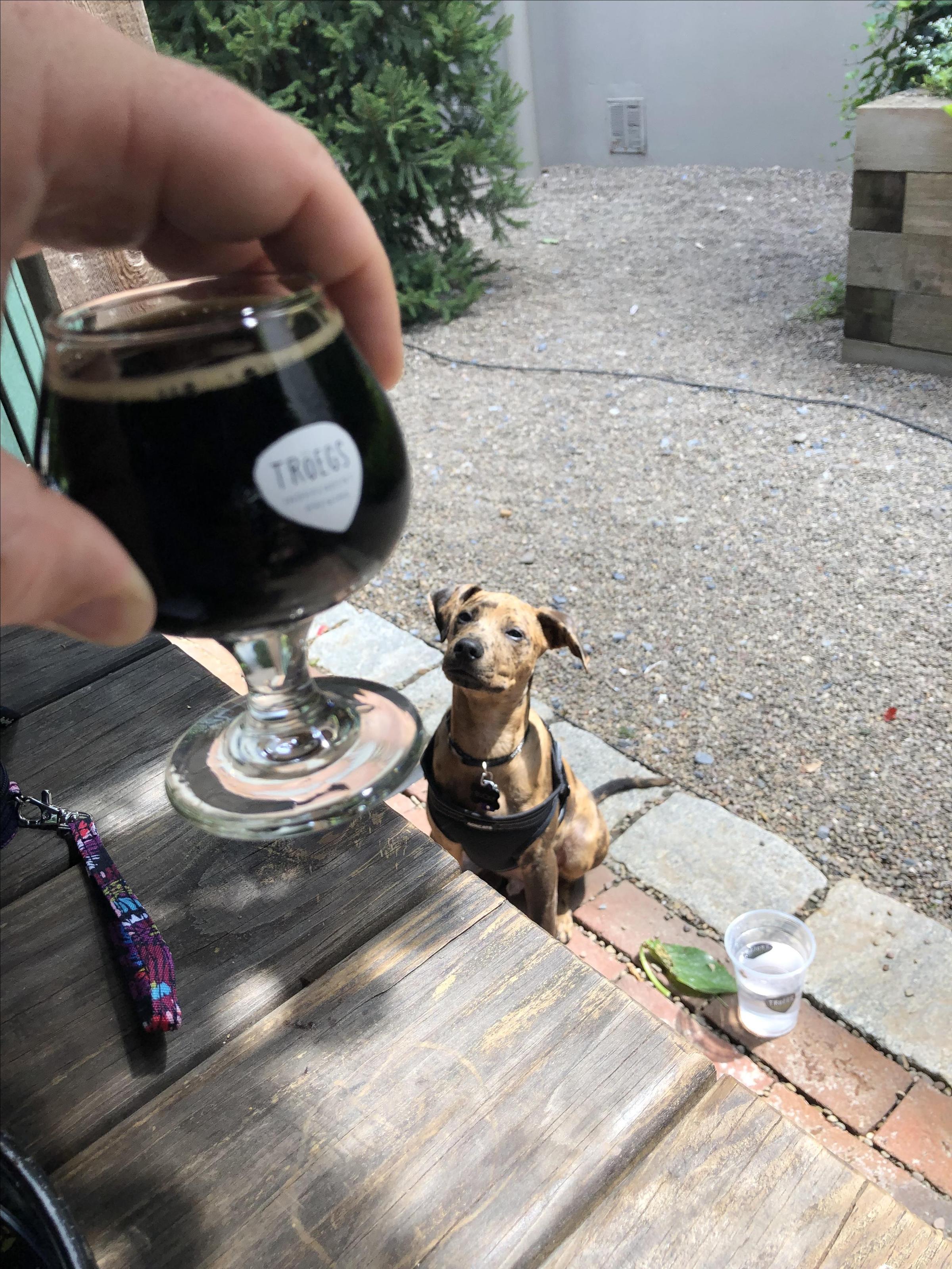 Pet Friendly Tröegs Independent Brewing