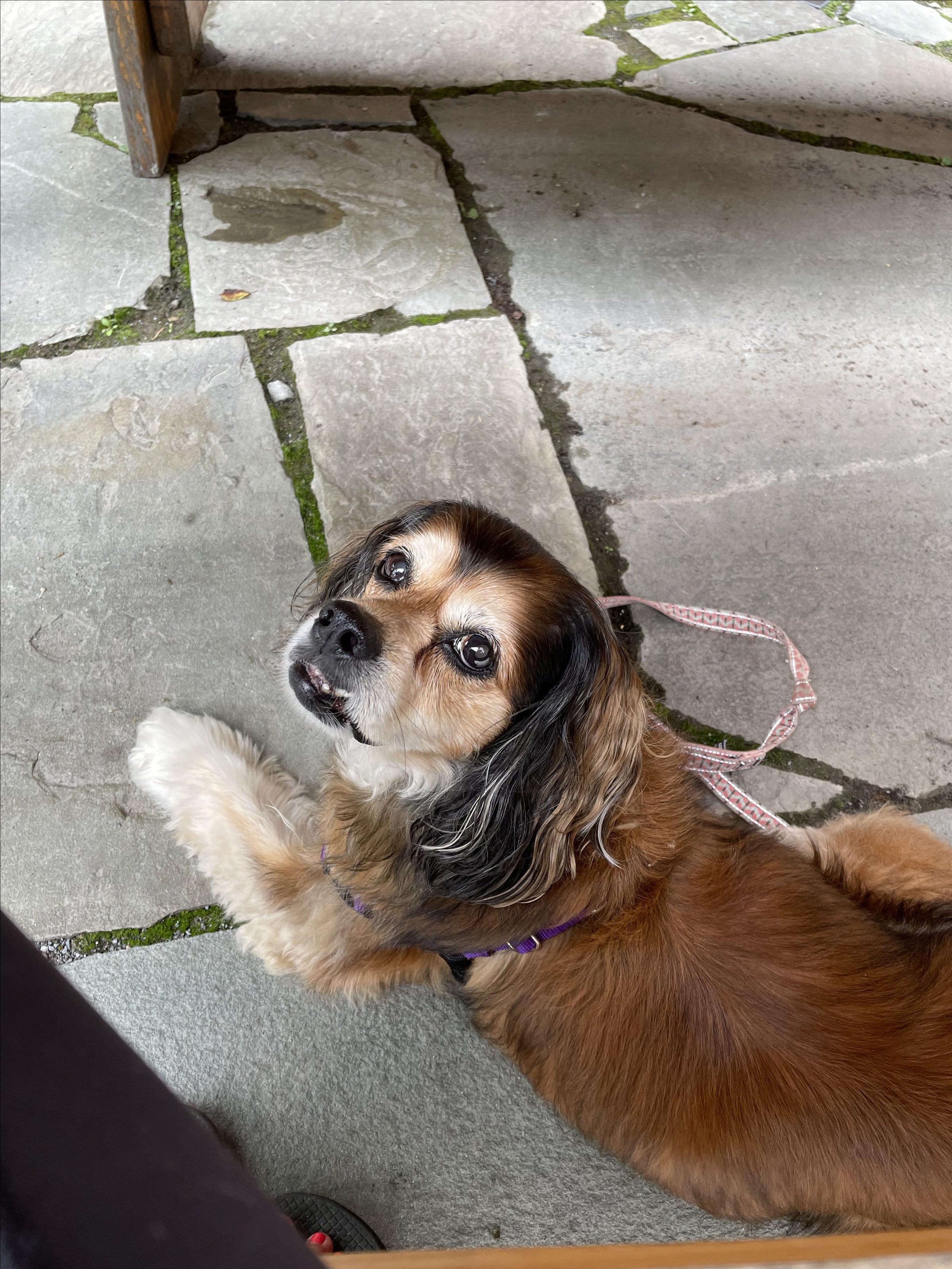 Pet Friendly Bridge Brew Works