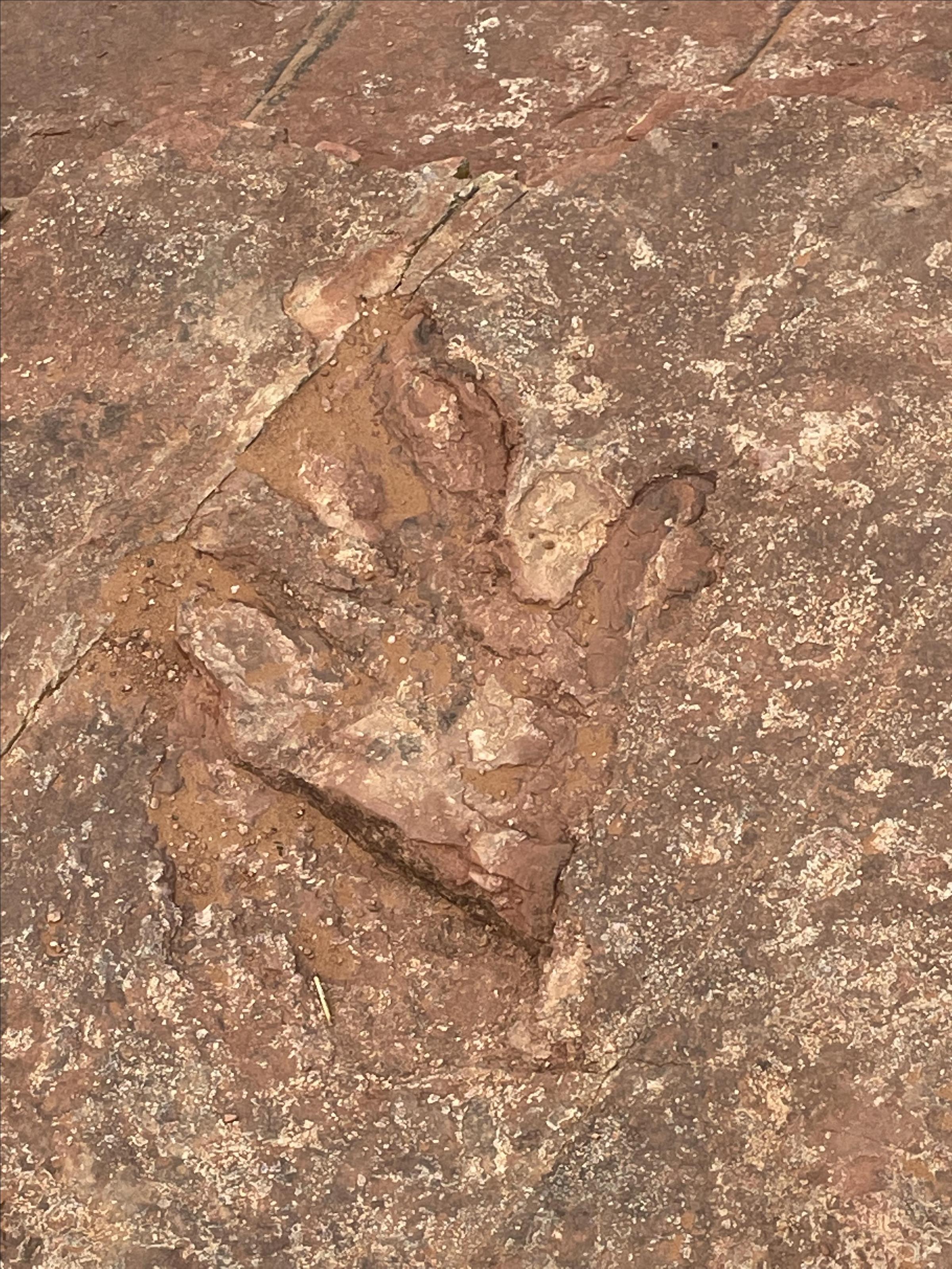 Pet Friendly Red Fleet Dinosaur Trackway Trailhead