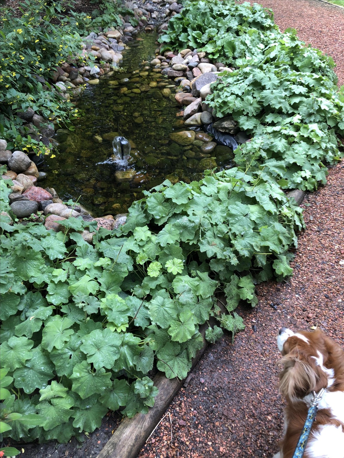 Dog-friendly Trochu Arboretum in Trochu, AB, has a variety of water features.