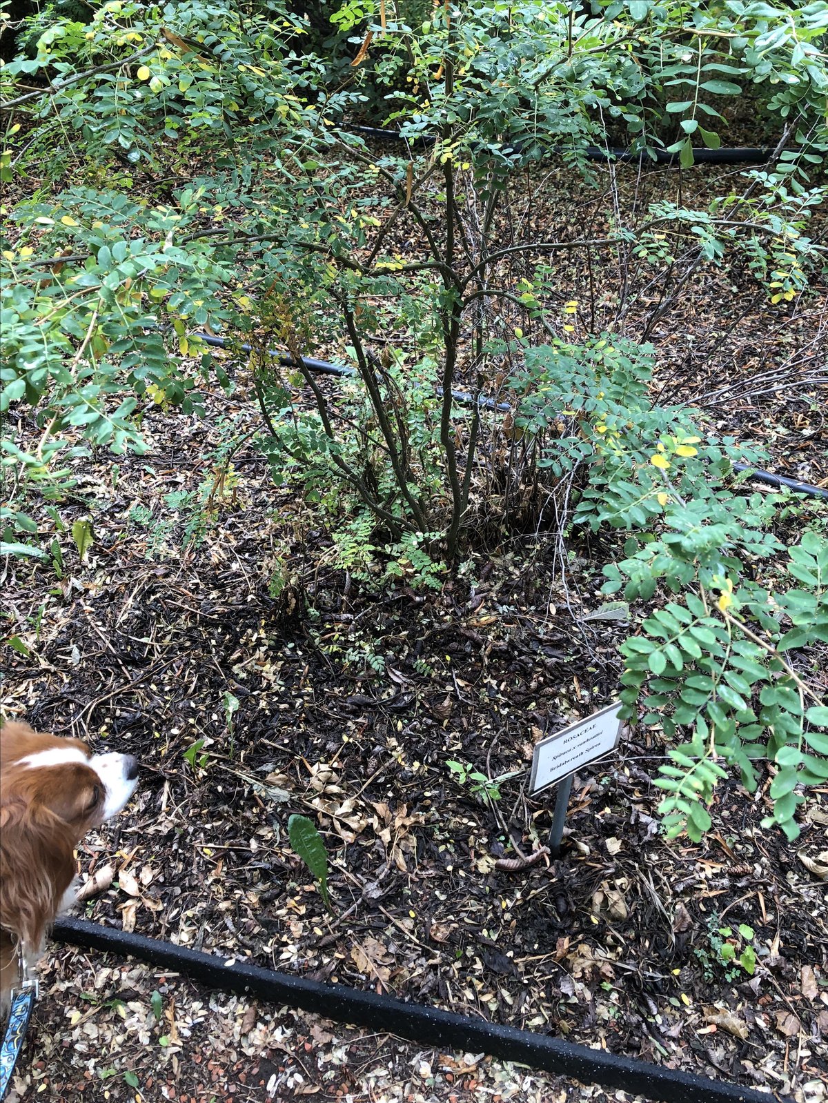 A dog inspects a tree at dog-friendly Trochu Arboretum in Trochu, AB.