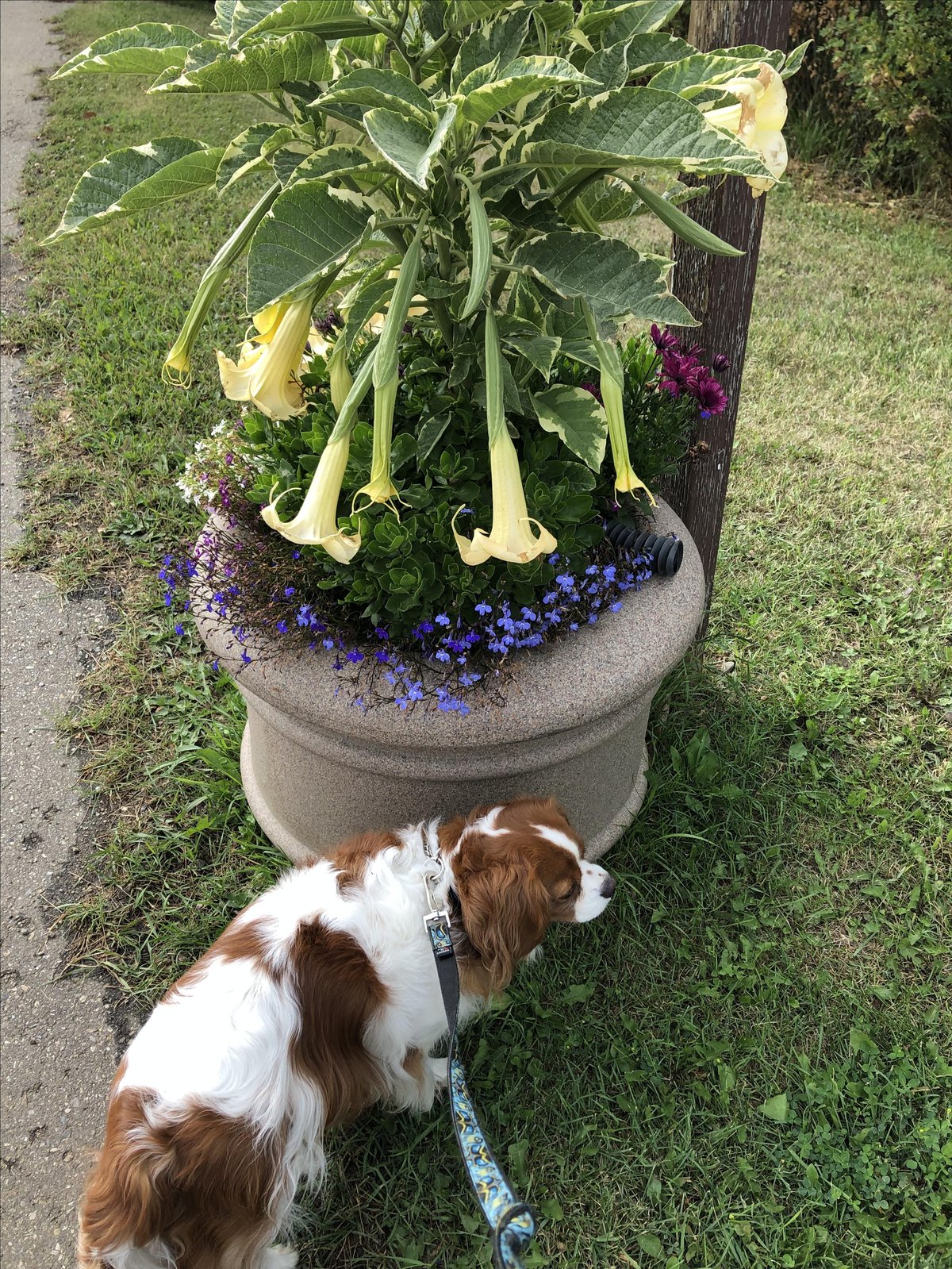 Picture of trumpet flowers from Trochu Arboretum, a dog-friendly garden in Trochu, AB.