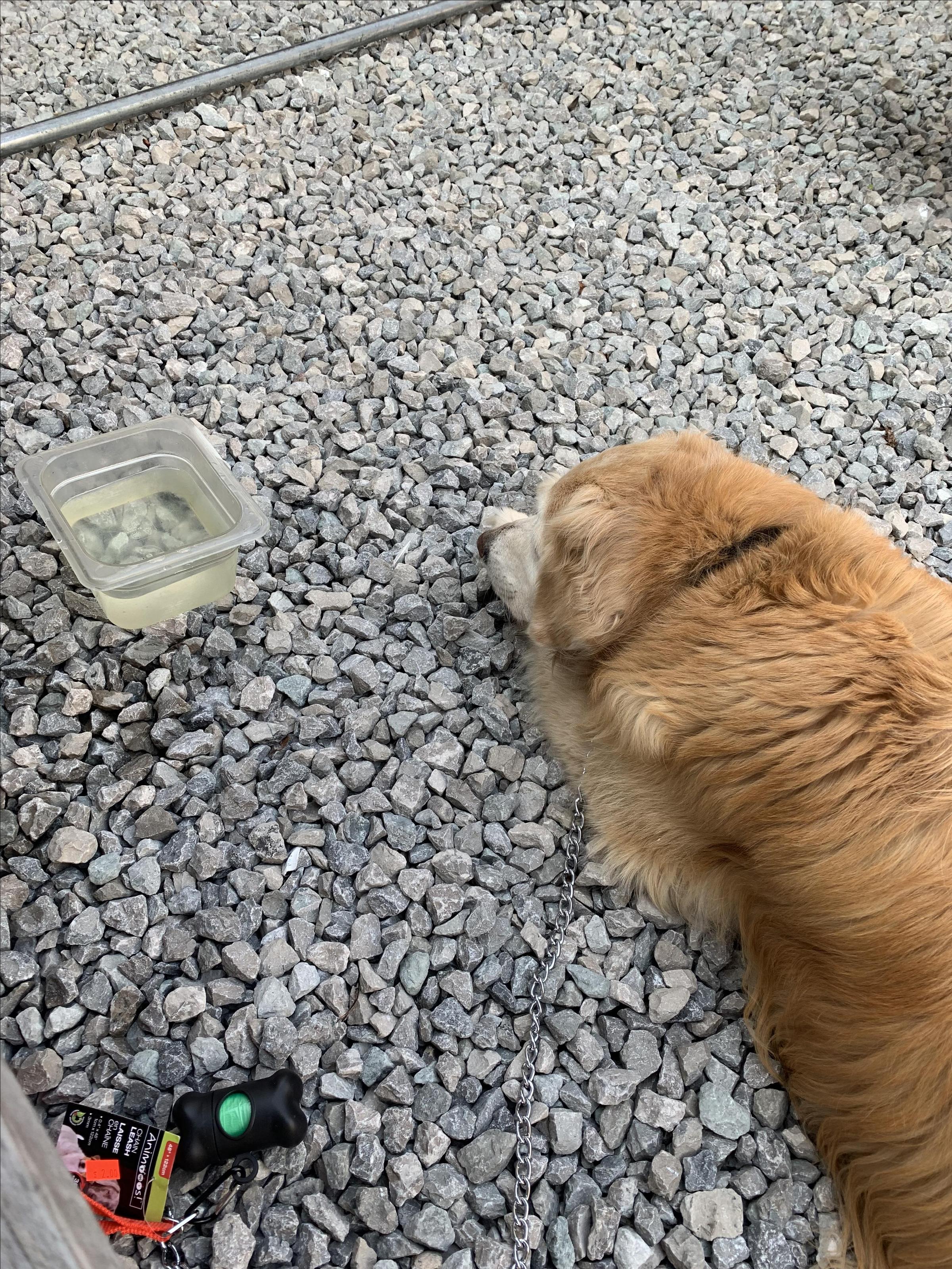 Pet Friendly Phil's Casual Dining