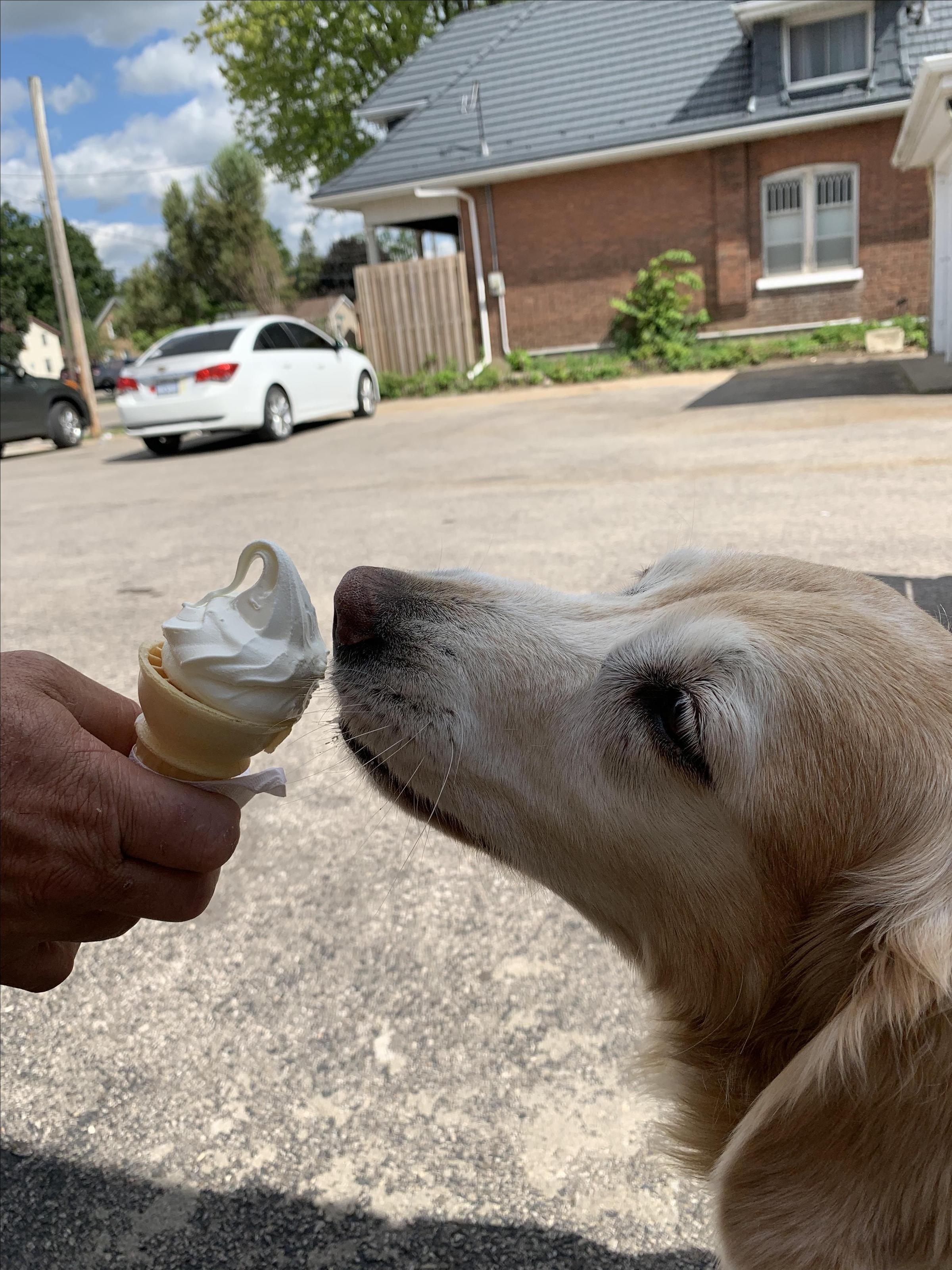 Pet Friendly OMG Ice Cream & Frozen Yogurt