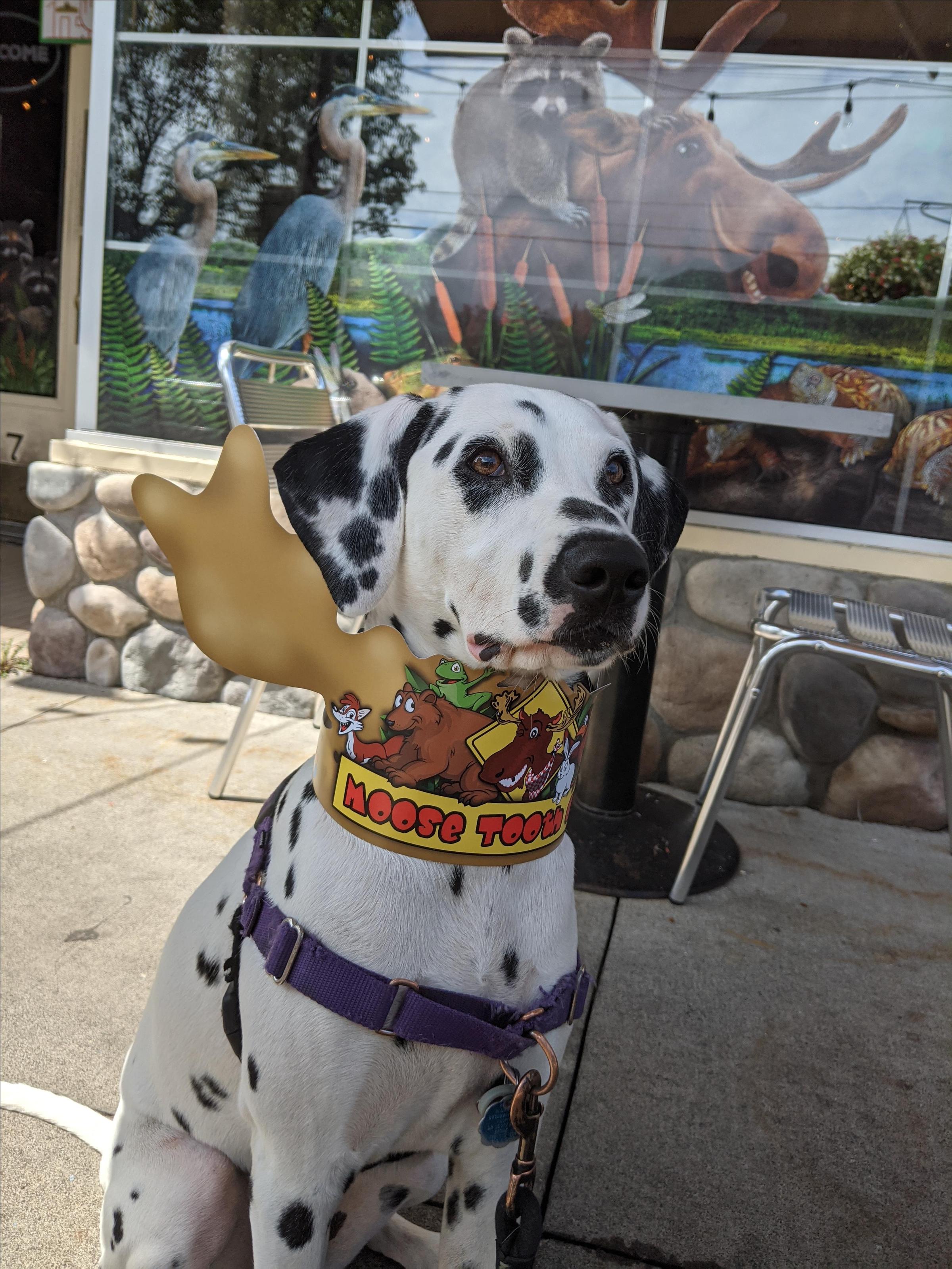 Pet Friendly Moose Tooth Grill