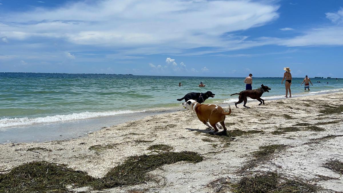 Exploring Indian Rocks Beach Dog Park: A Pet Paradise