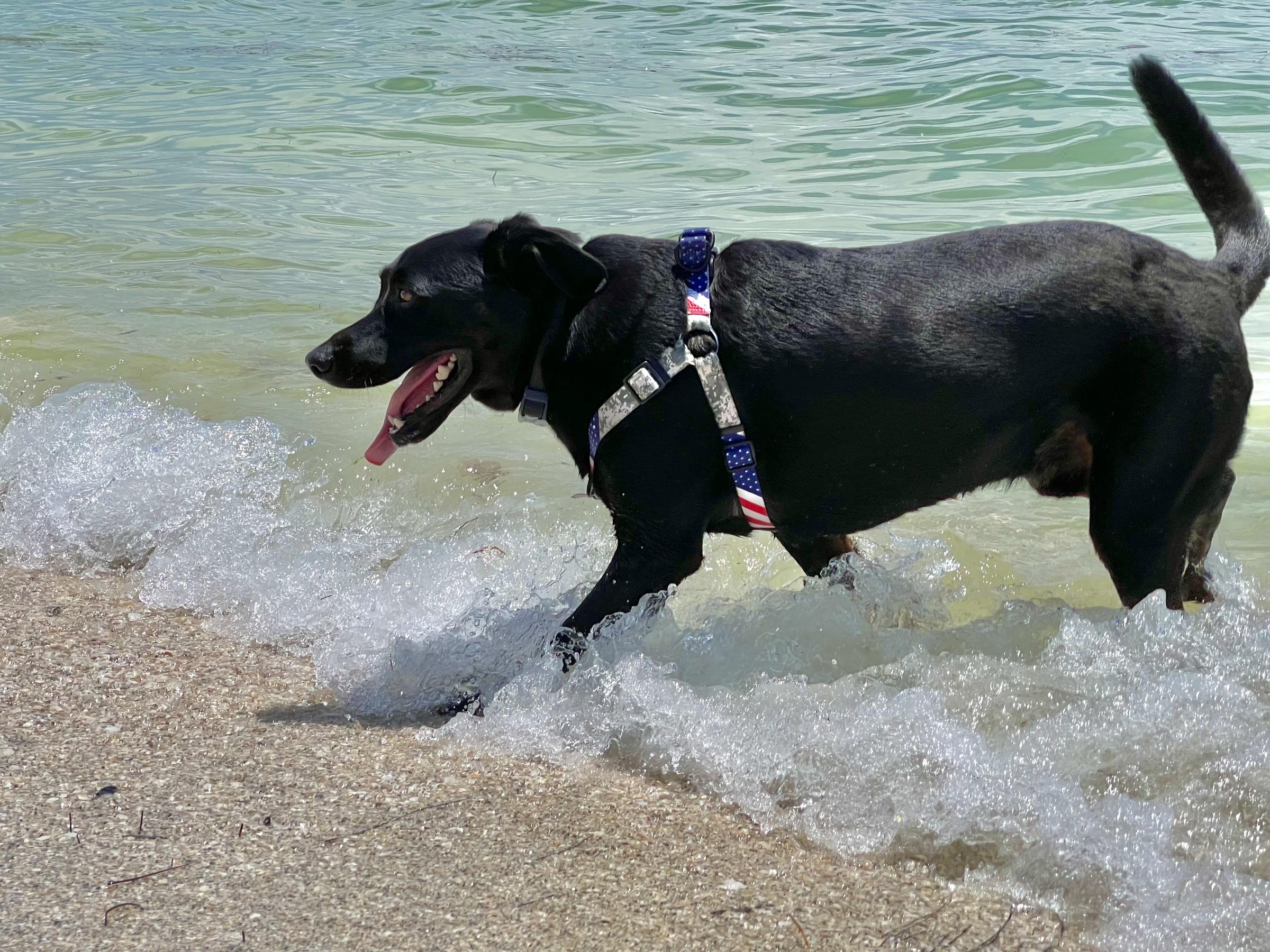 se permiten perros en el parque fort desoto