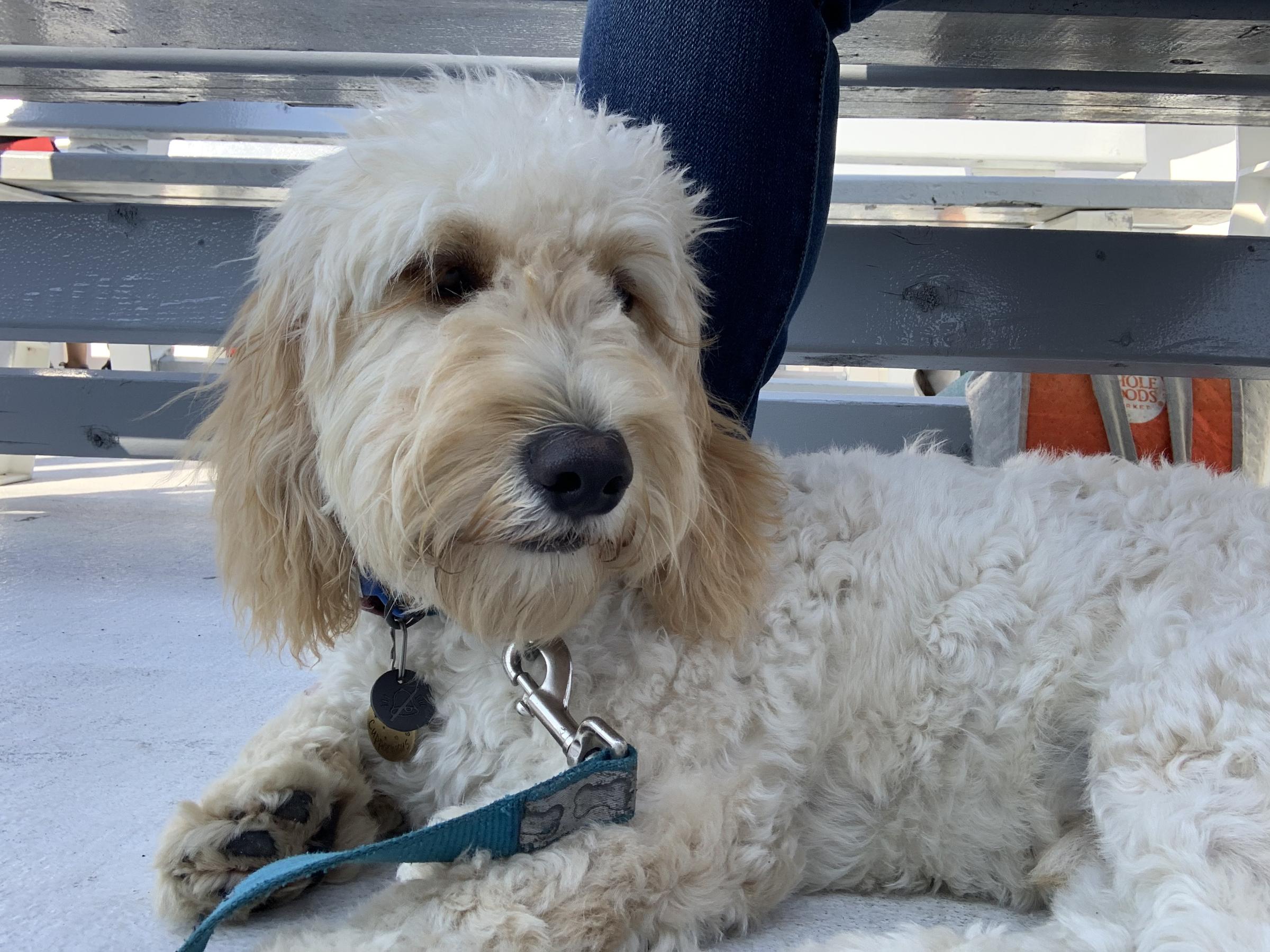 Pet Friendly First Chance Whale Watch