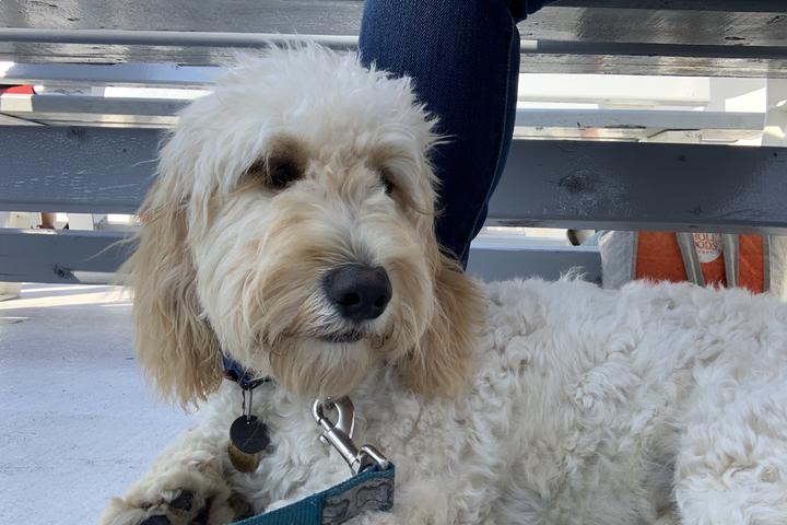 Pet Friendly First Chance Whale Watch