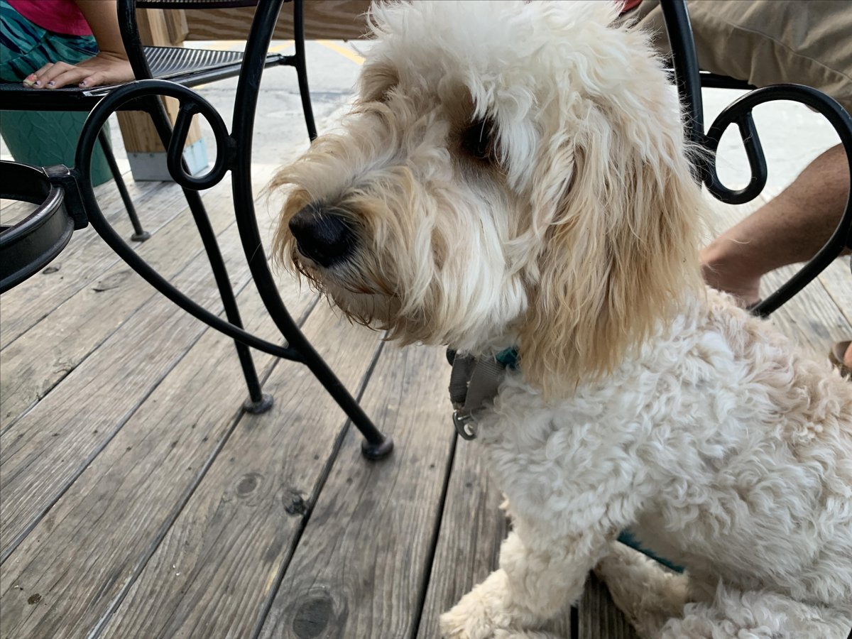 A dog sits on the dog-friendly patio at Pilot House in Kennebunk, Maine.