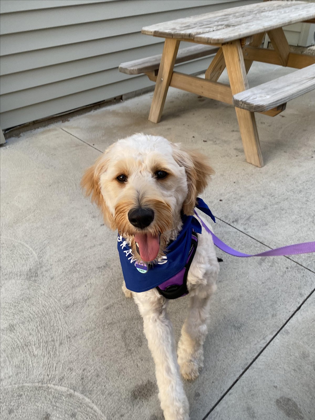 A dog waits patiently for some ice cream from dog-friendly Fairport Harbor Creamery in Fairport Harbor, Ohio.