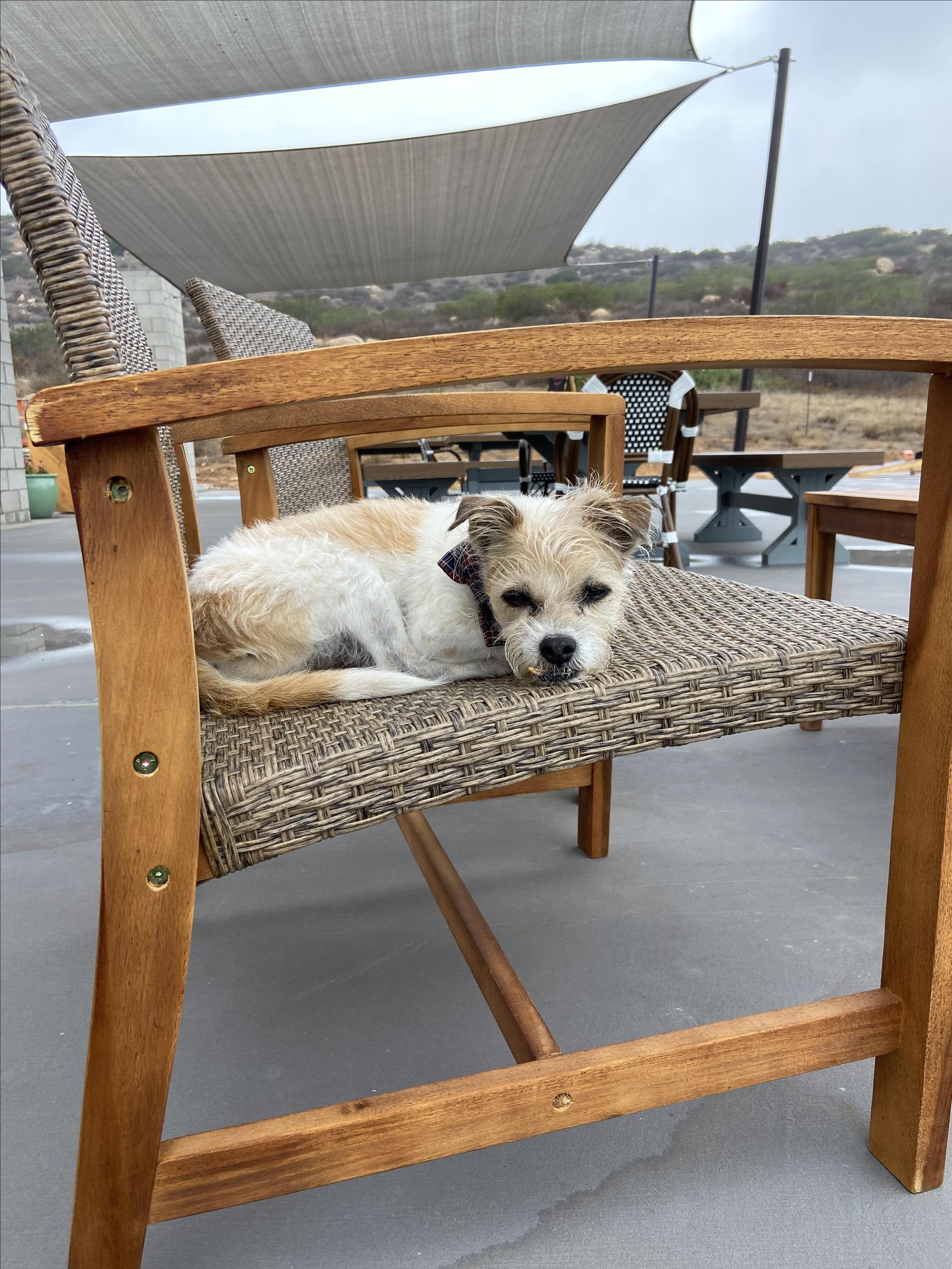 Pet Friendly Mia Marie Vineyards