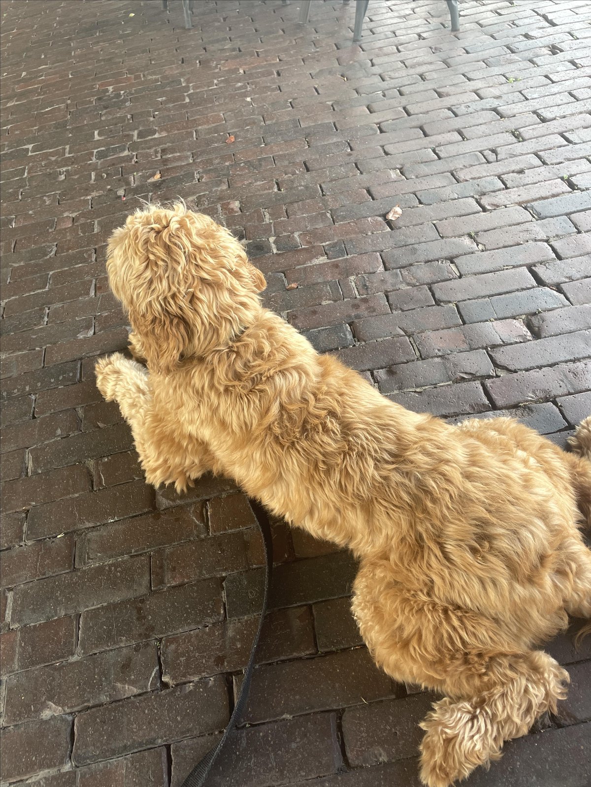 A dog enjoys the pet-friendly patio at The Depot Gastropub in Green Bay, WI.